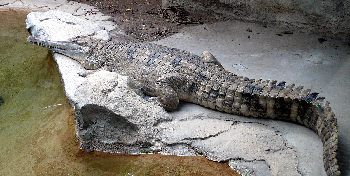 false-gharial