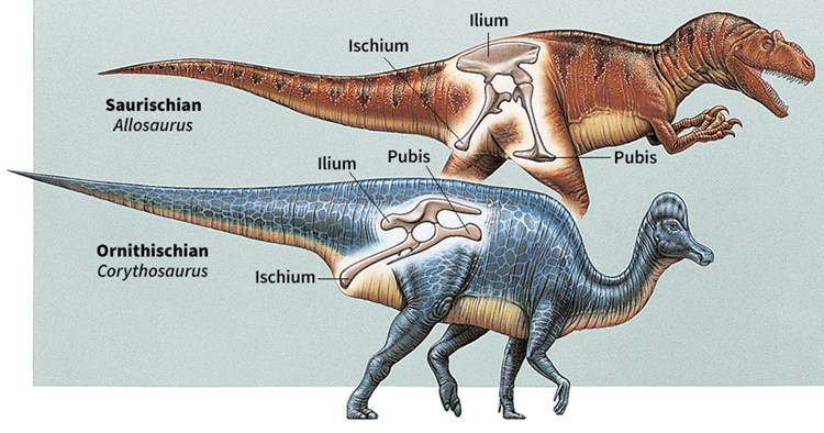 ornithischia-saurischia