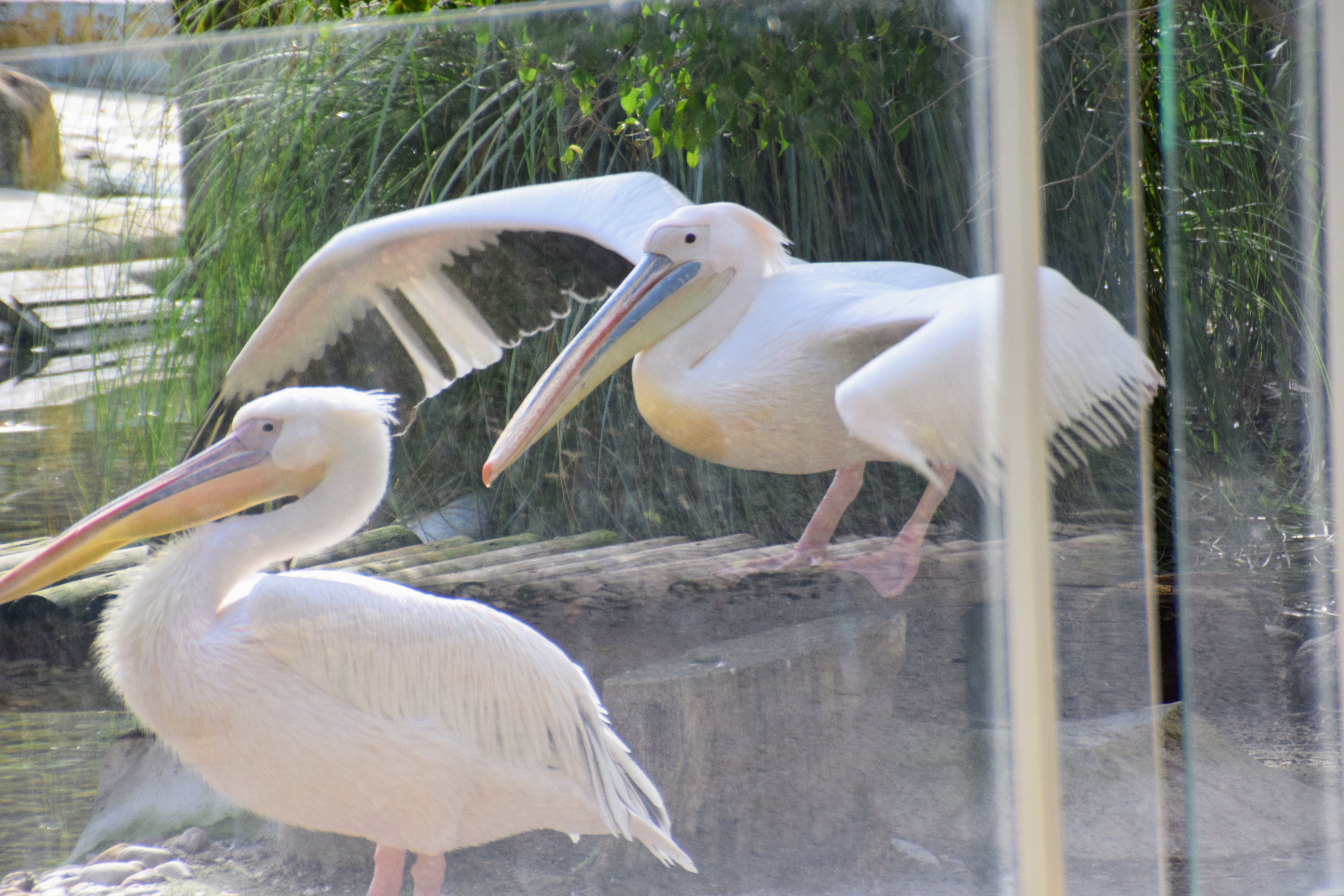 white-pelican