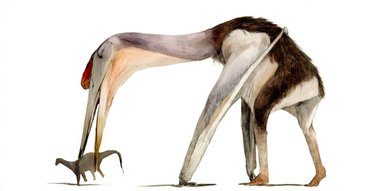 hatzegopteryx