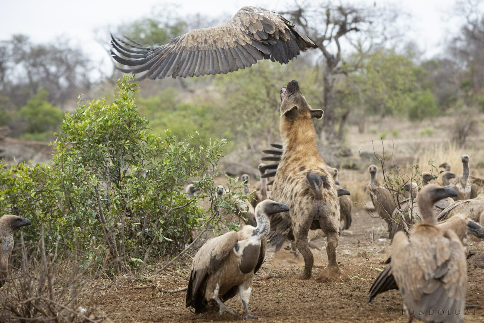 Hyenas and vultures