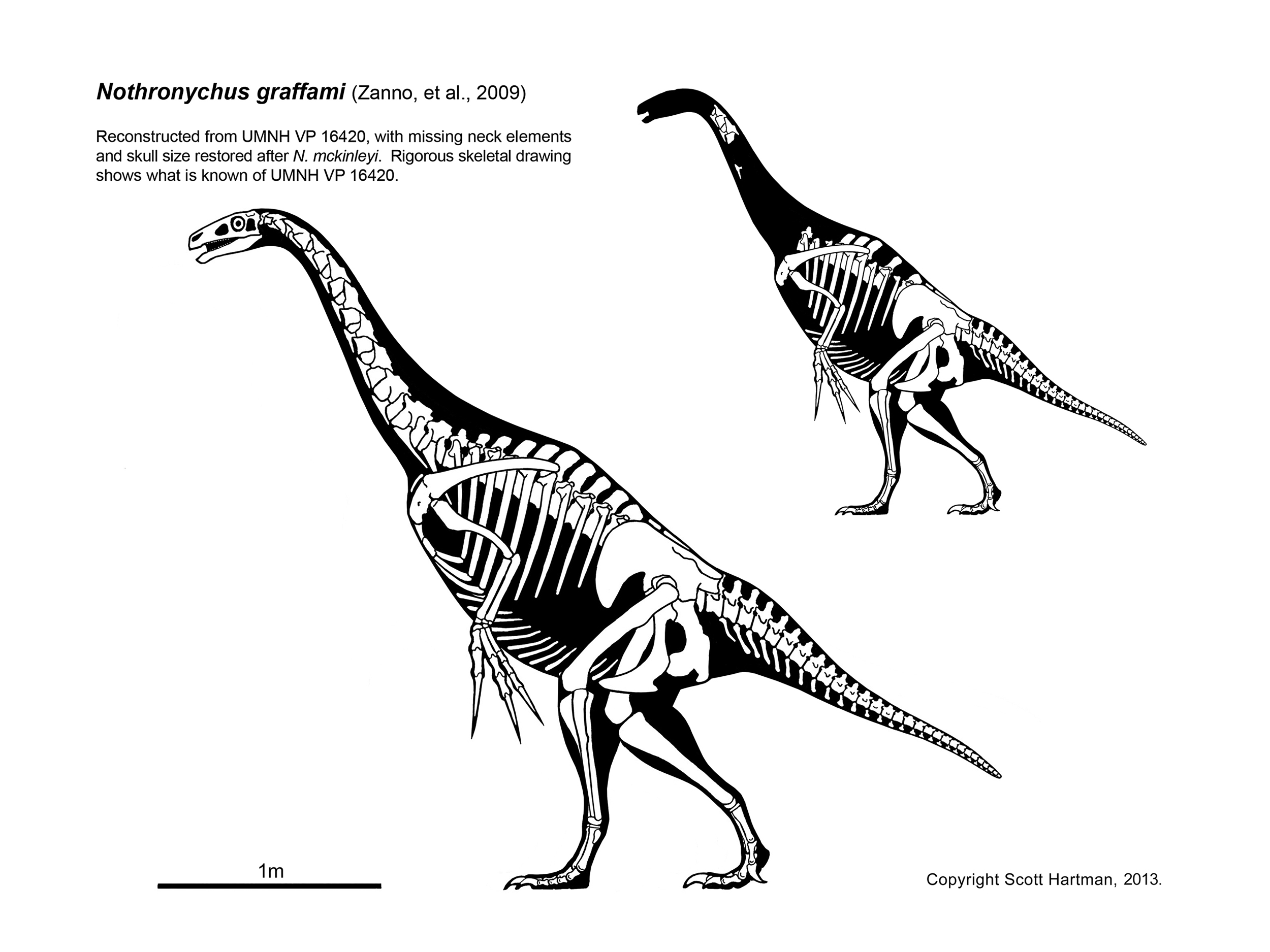 nothronychus