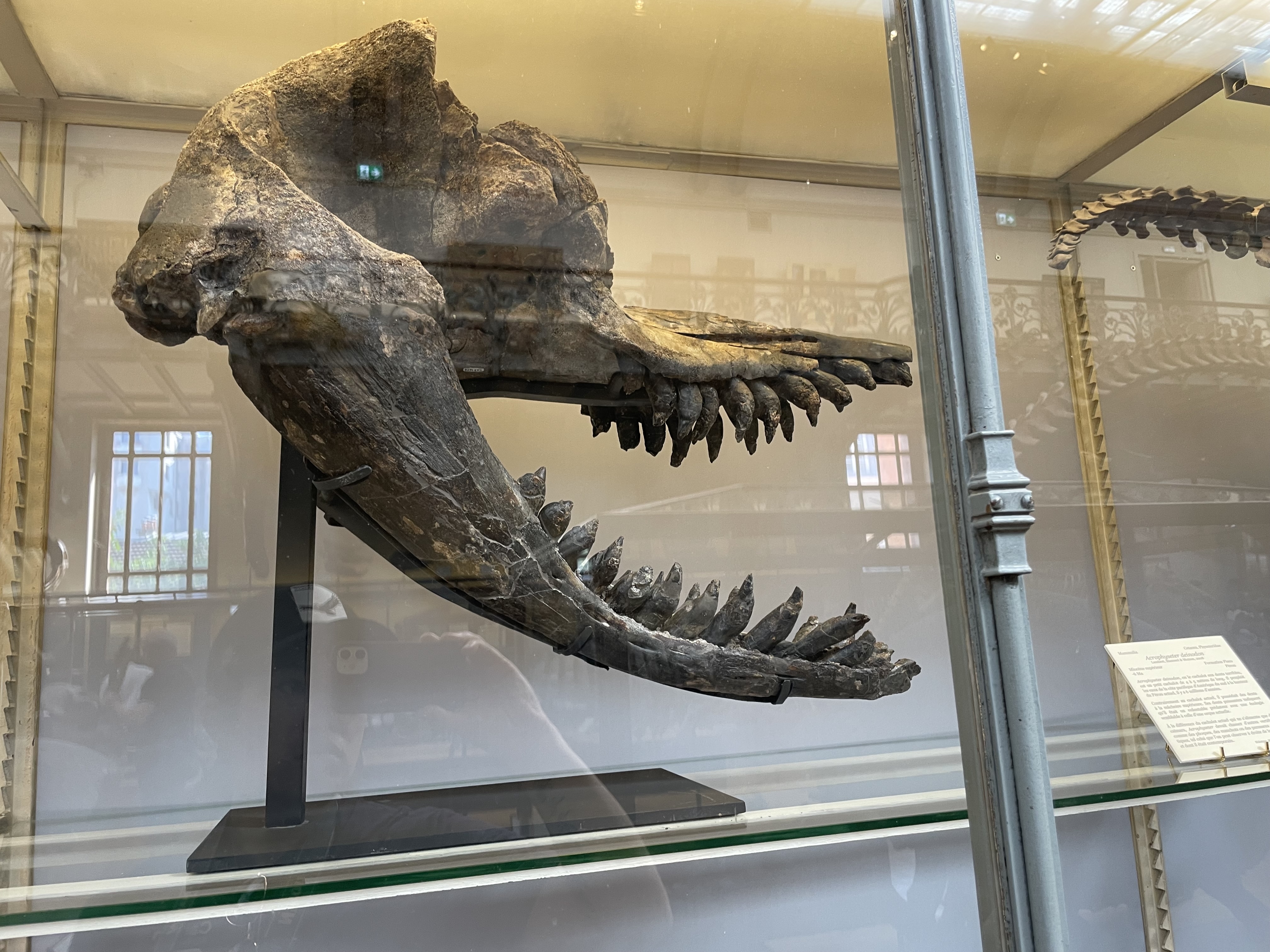 acrophyseter