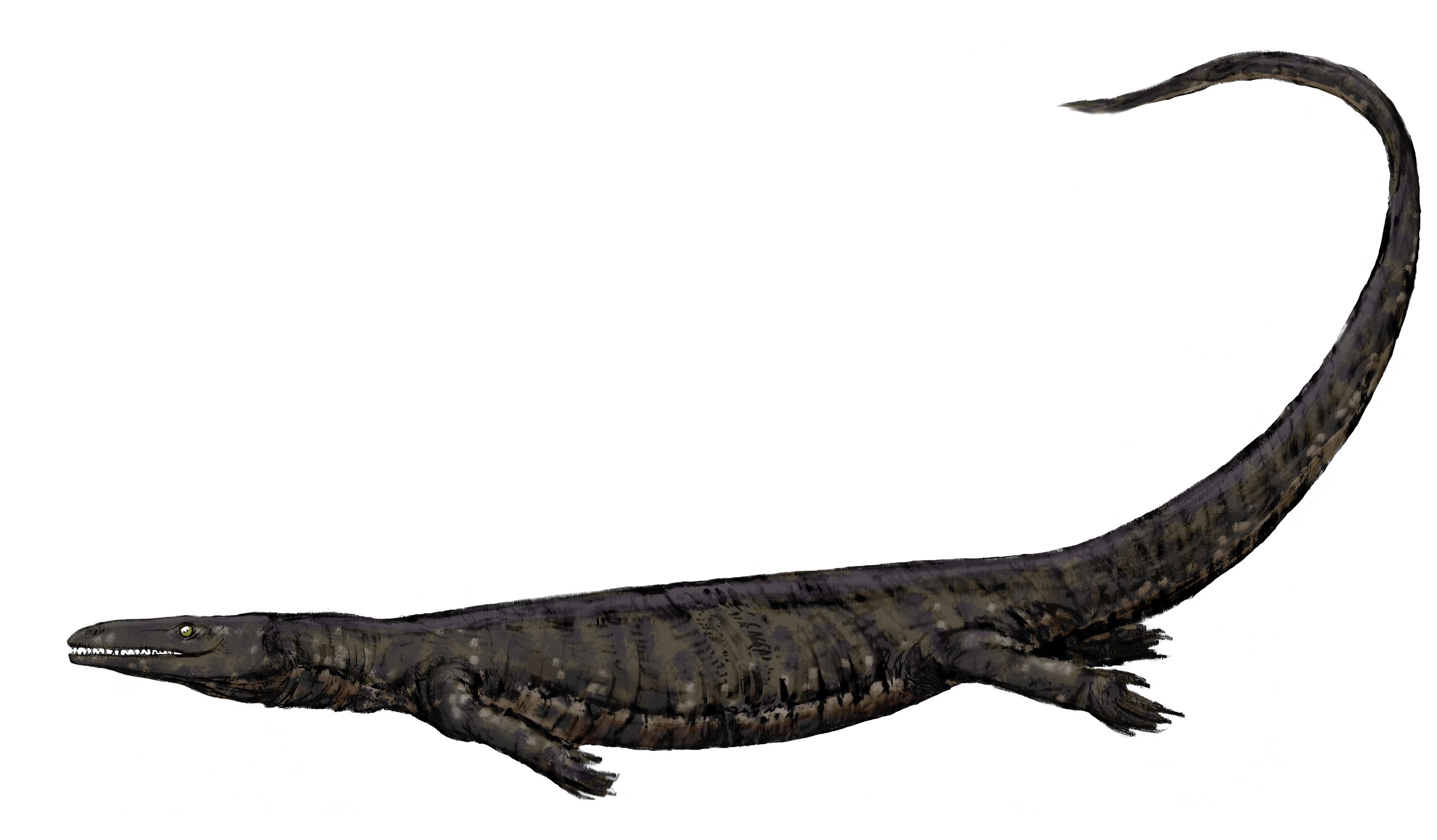 aigialosaurus
