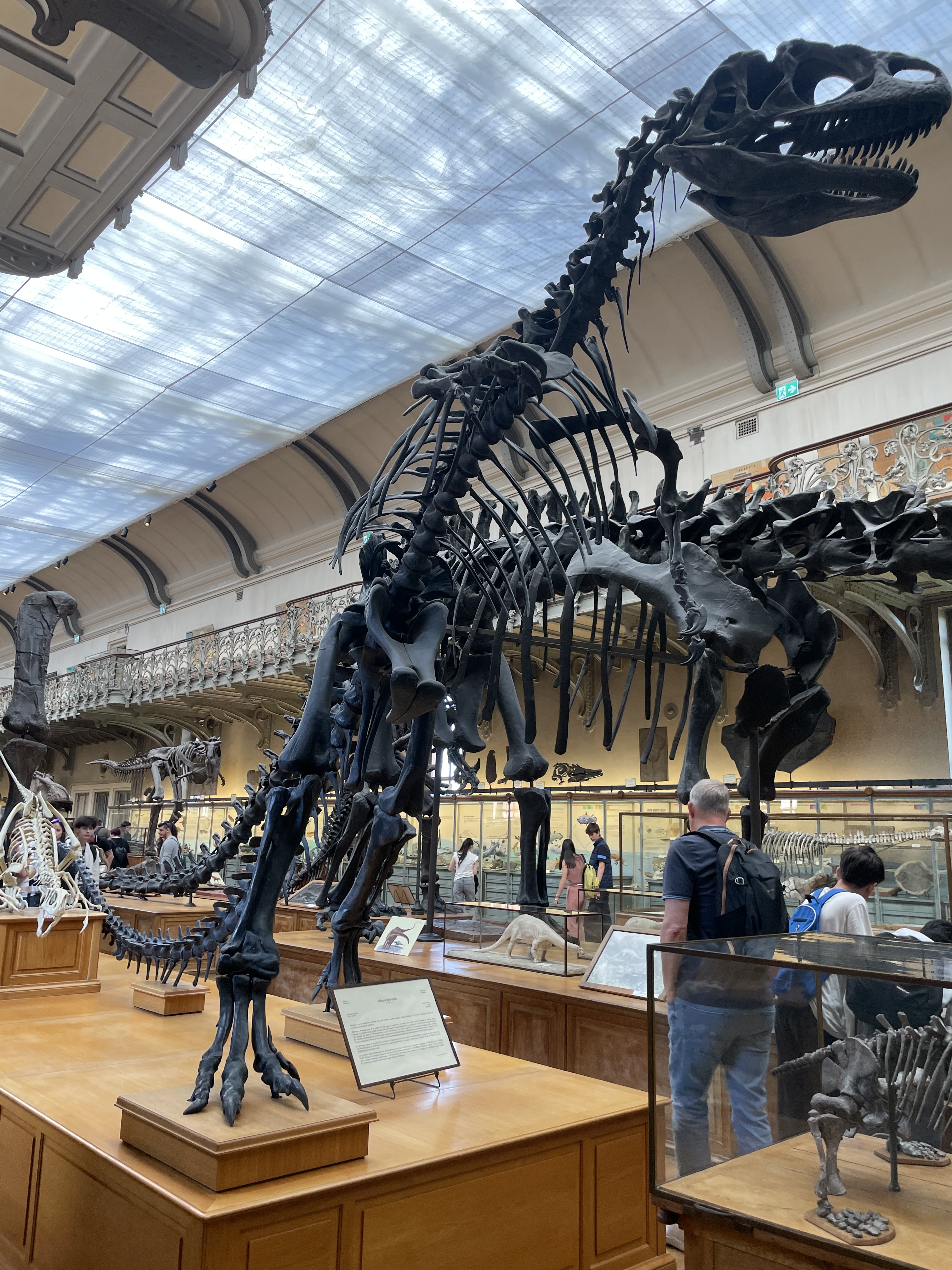 allosaurus