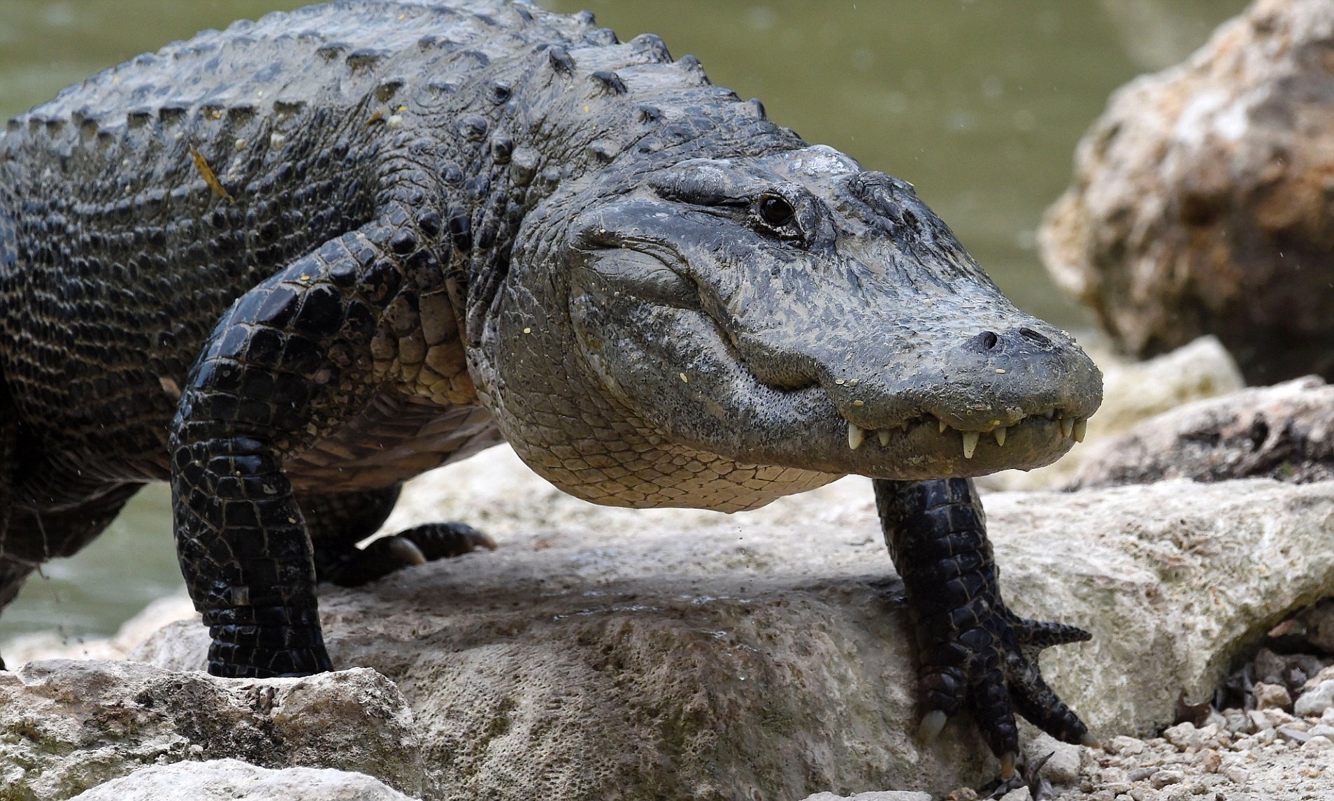 american-alligator