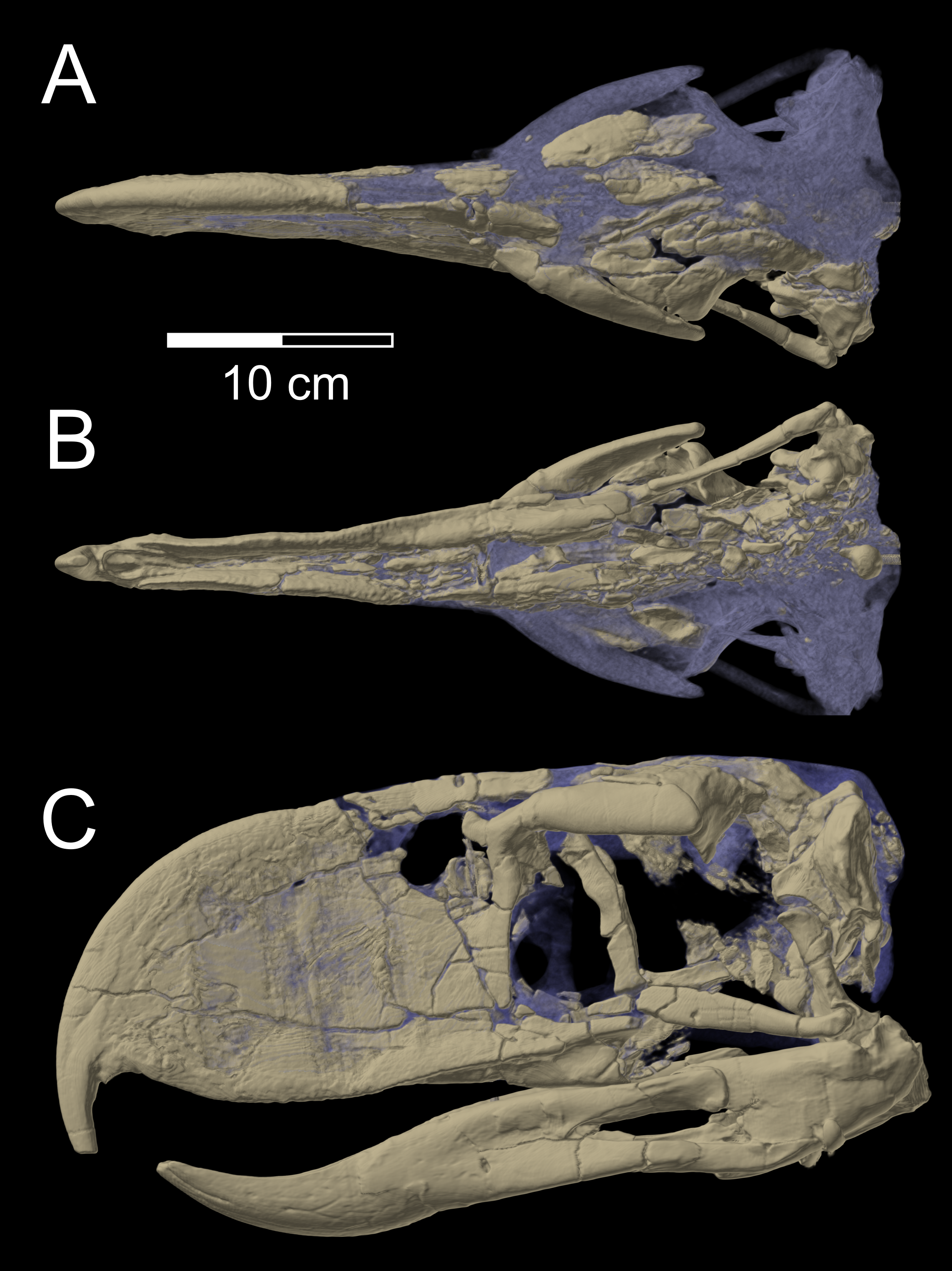 andalgalornis