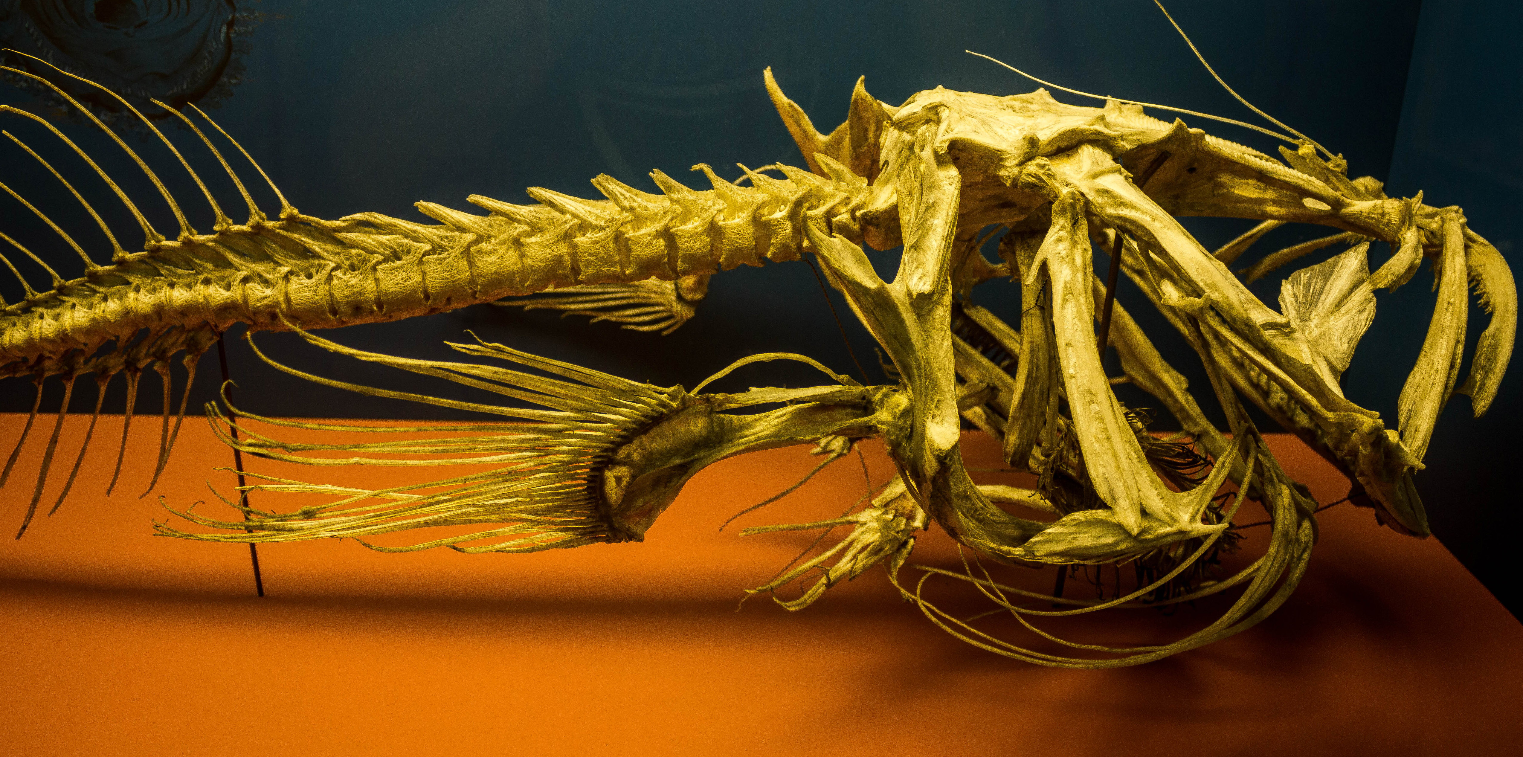anglerfish-skeleton