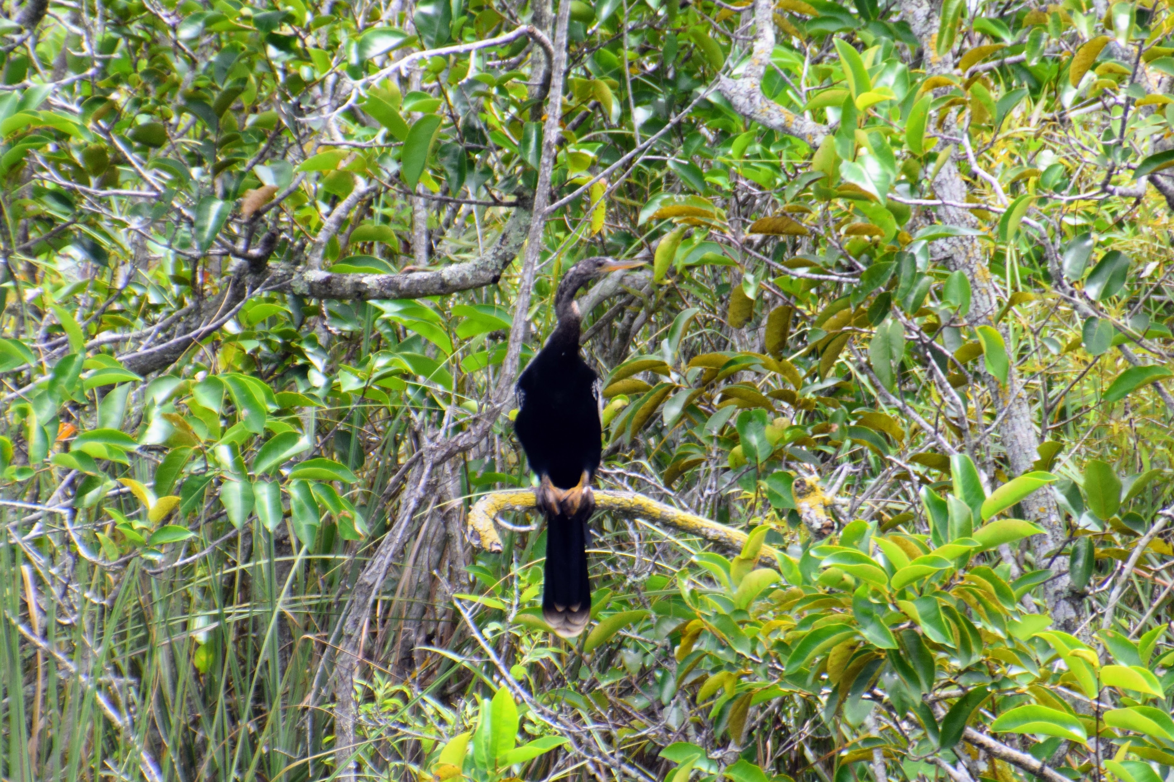 anhinga-1