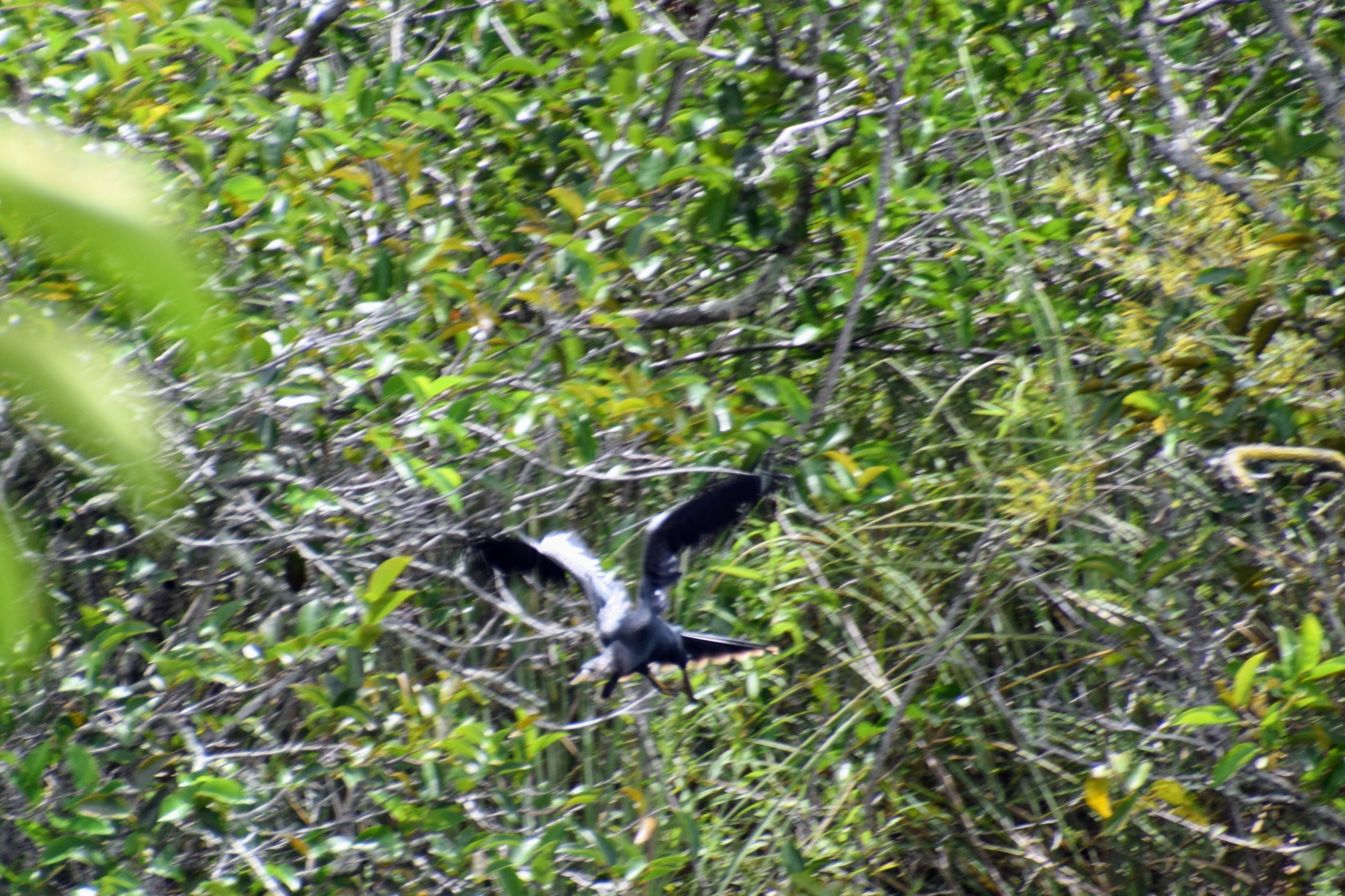 anhinga-2