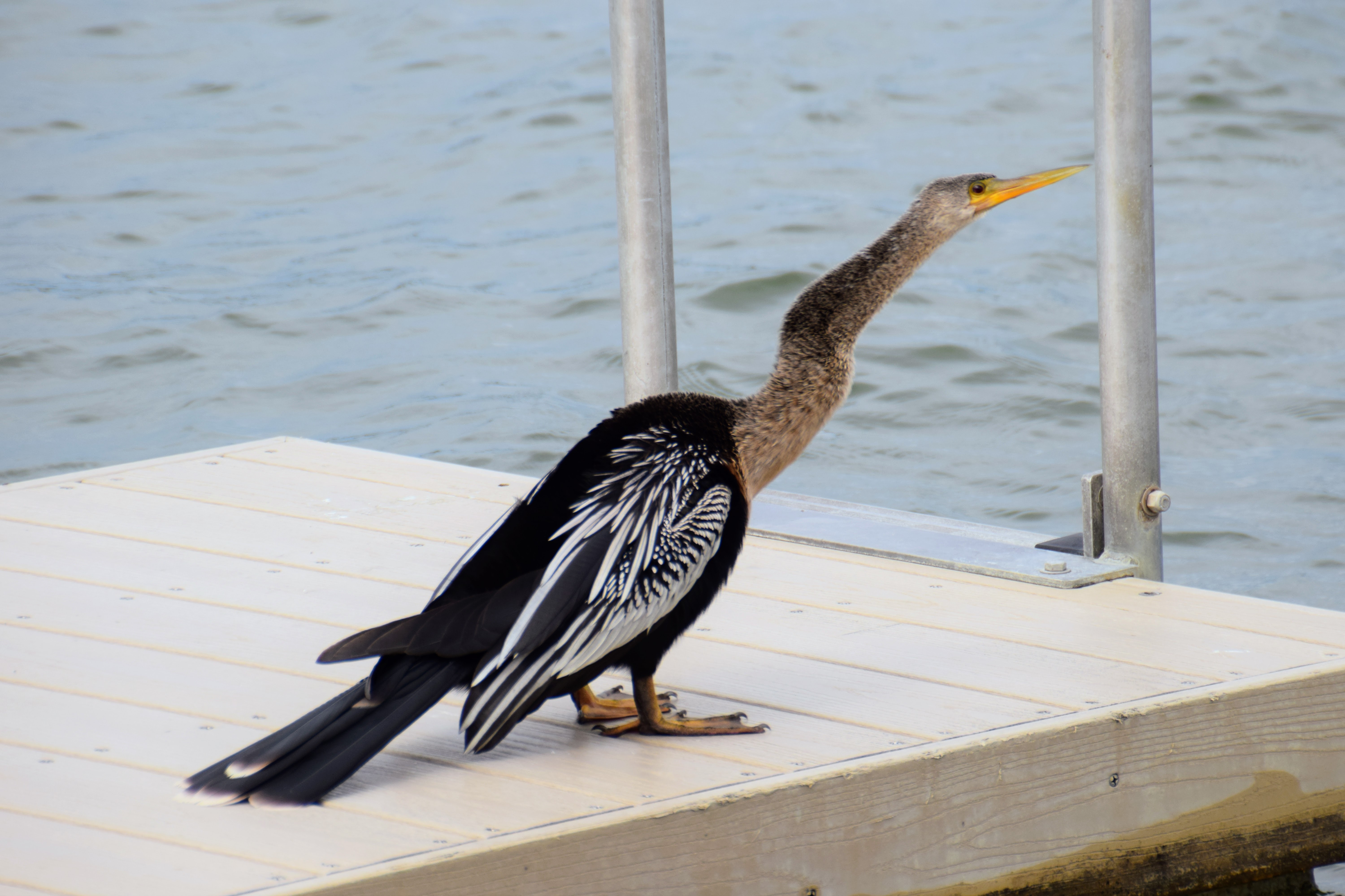 anhinga