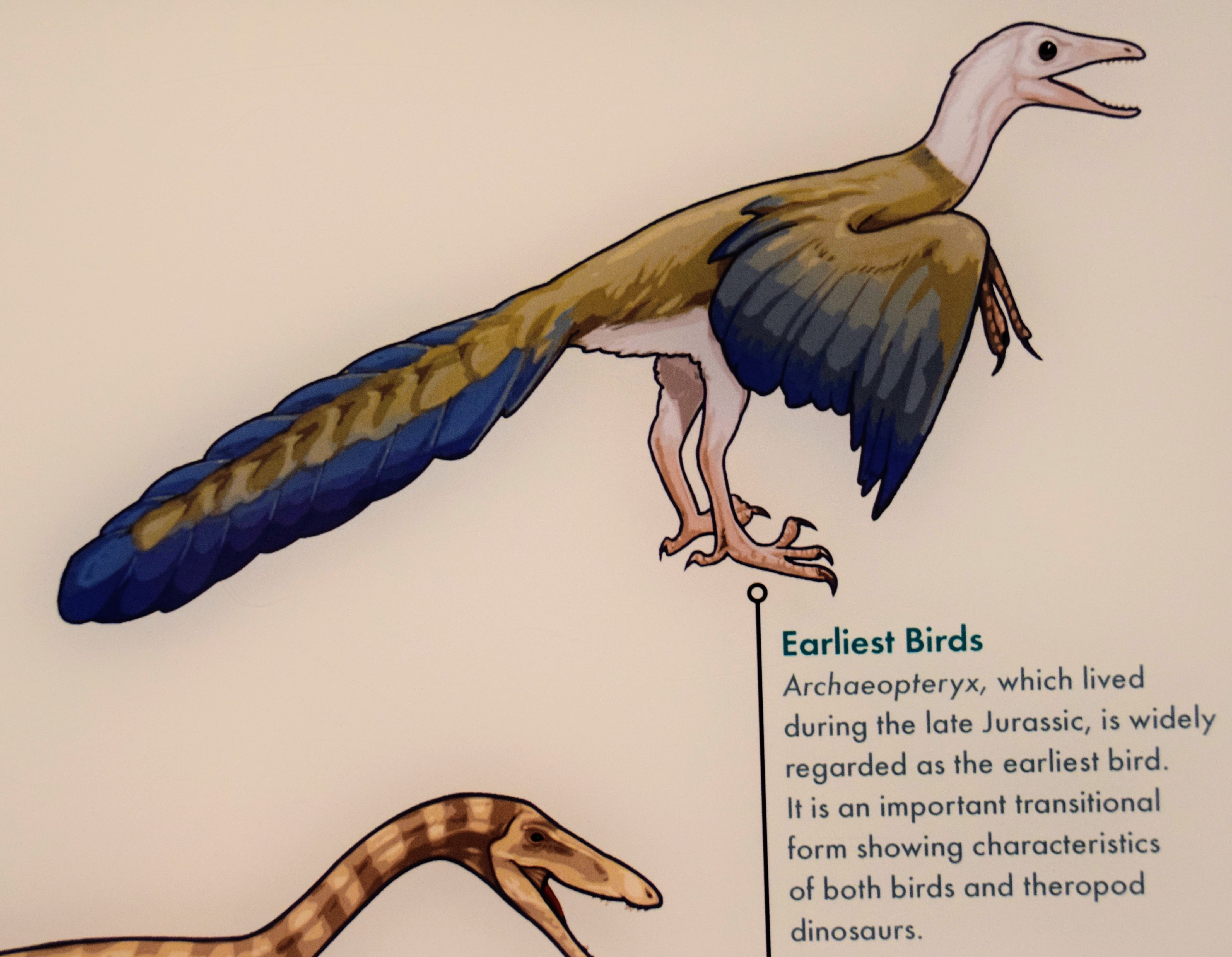 archaeopteryx