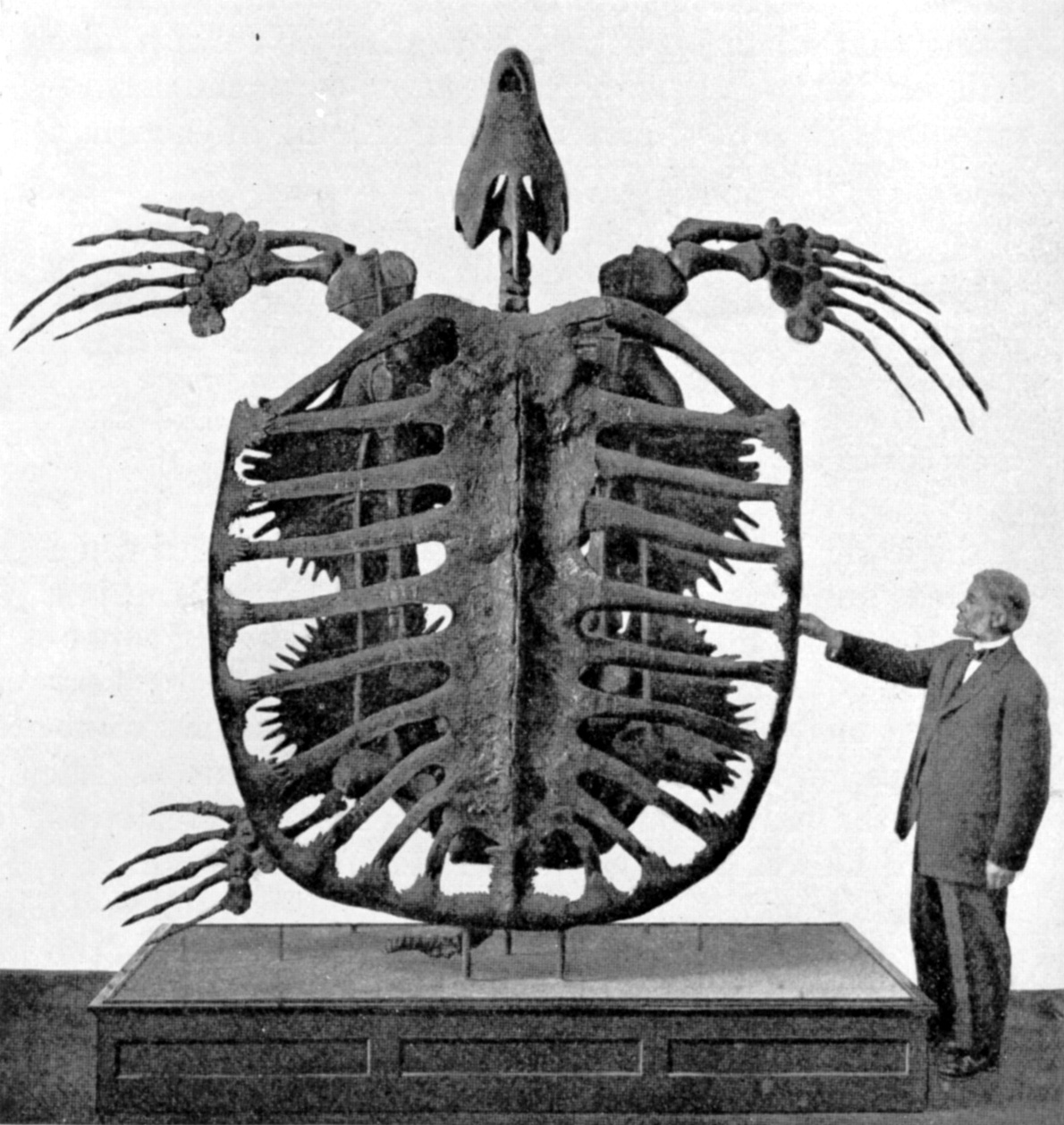 archelon