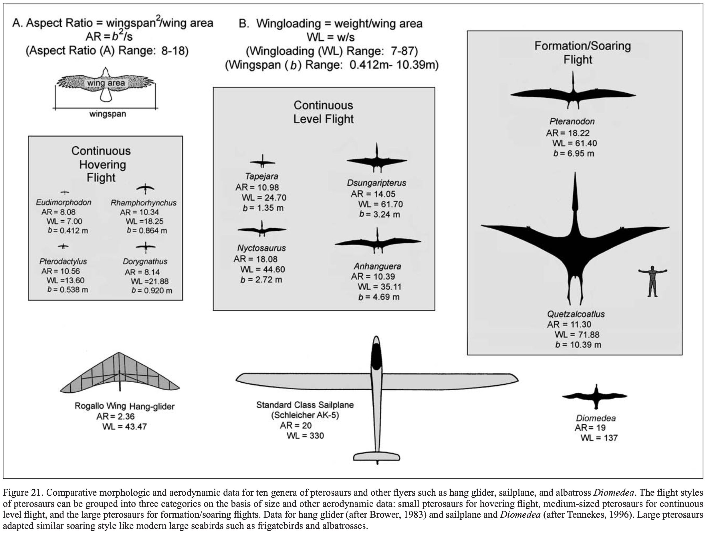 wing comparison