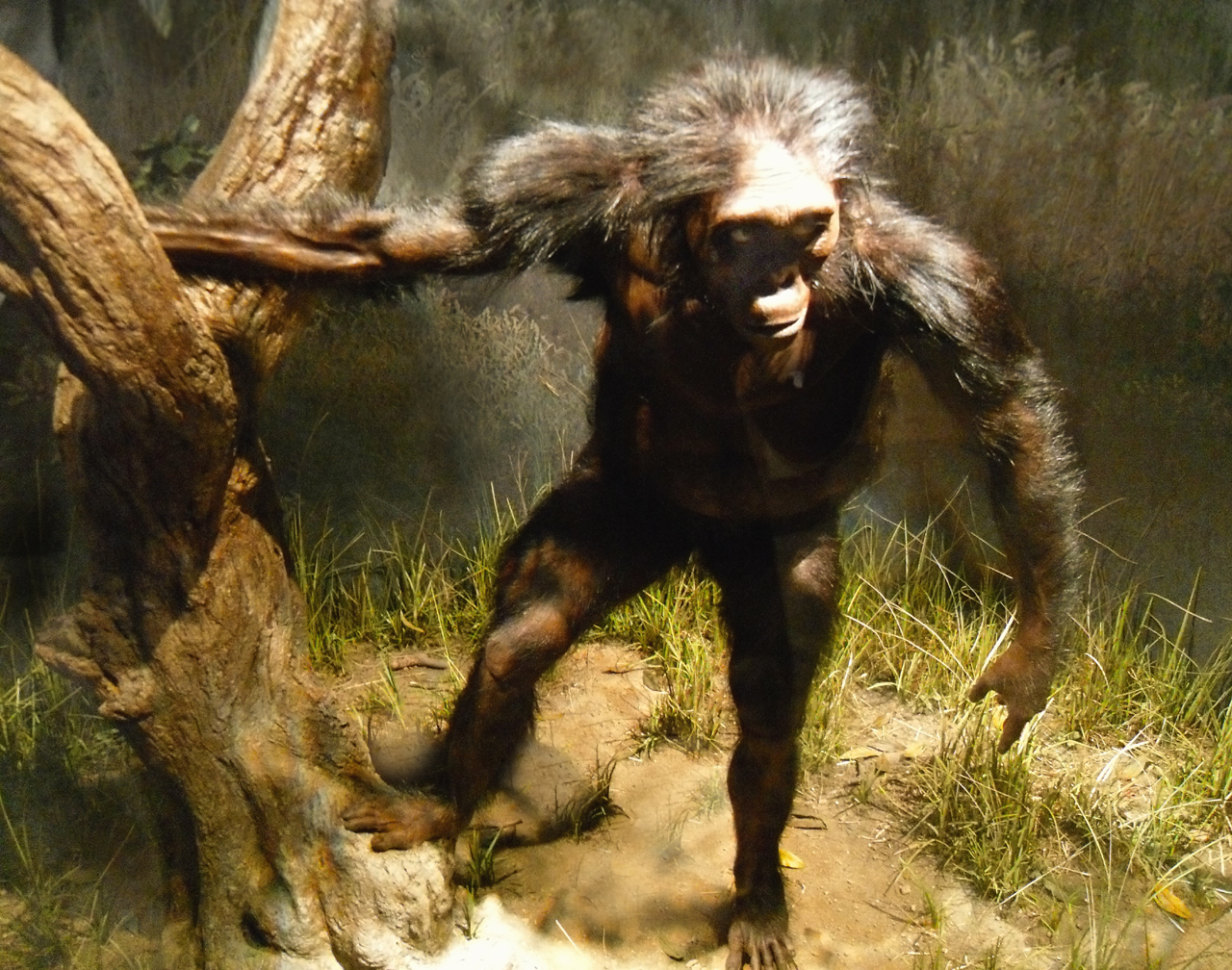 australopithecus