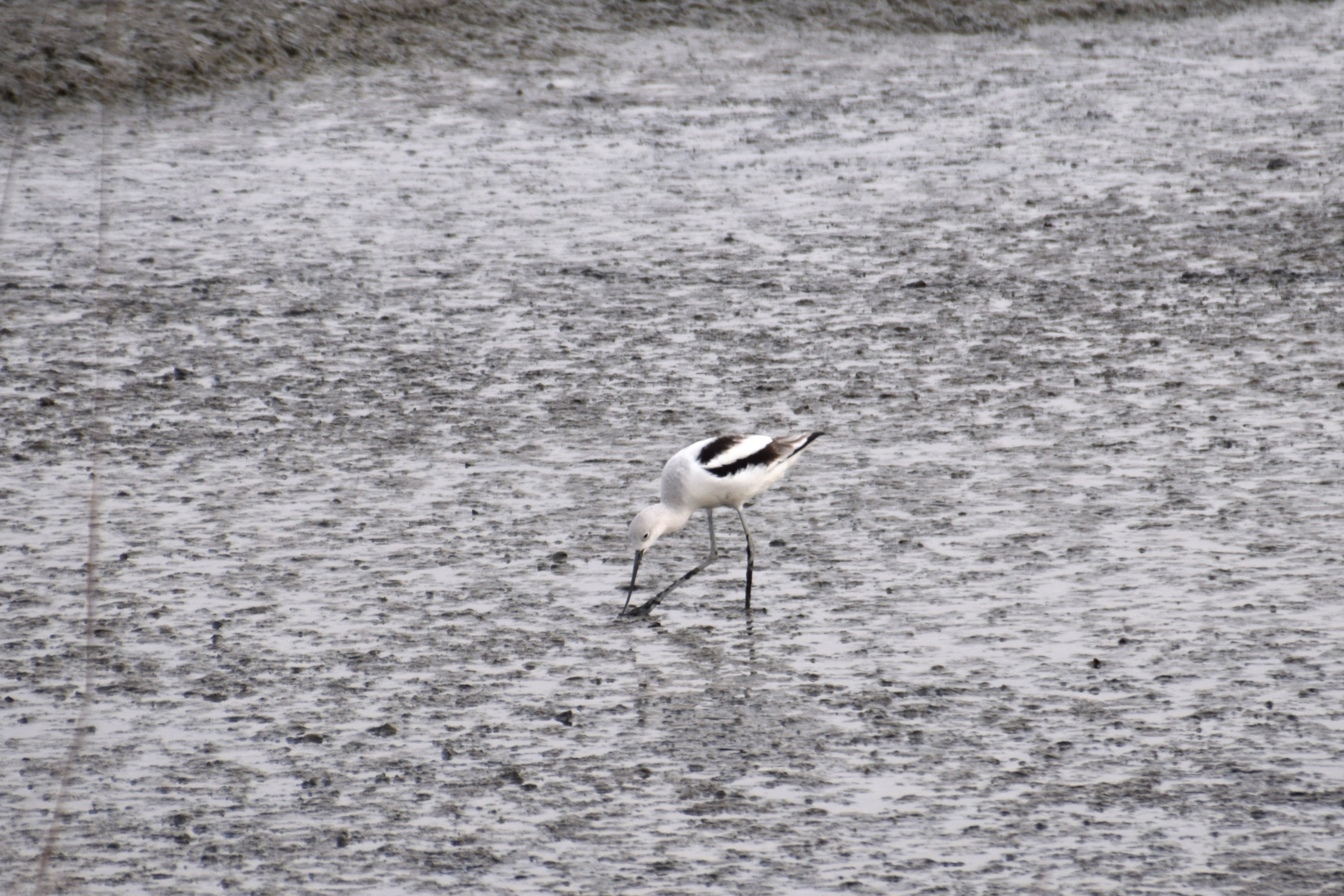 avocet-gray