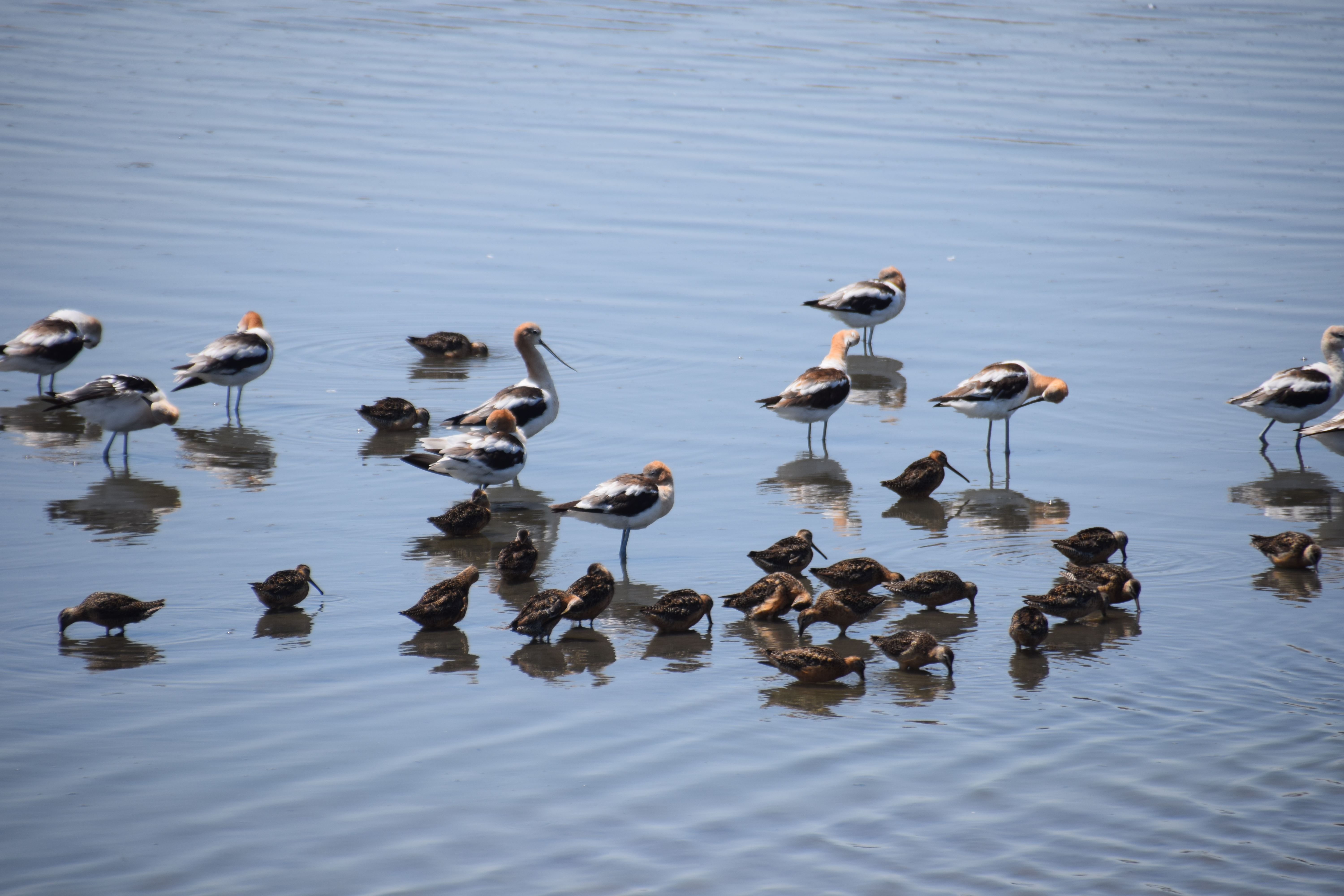 avocet