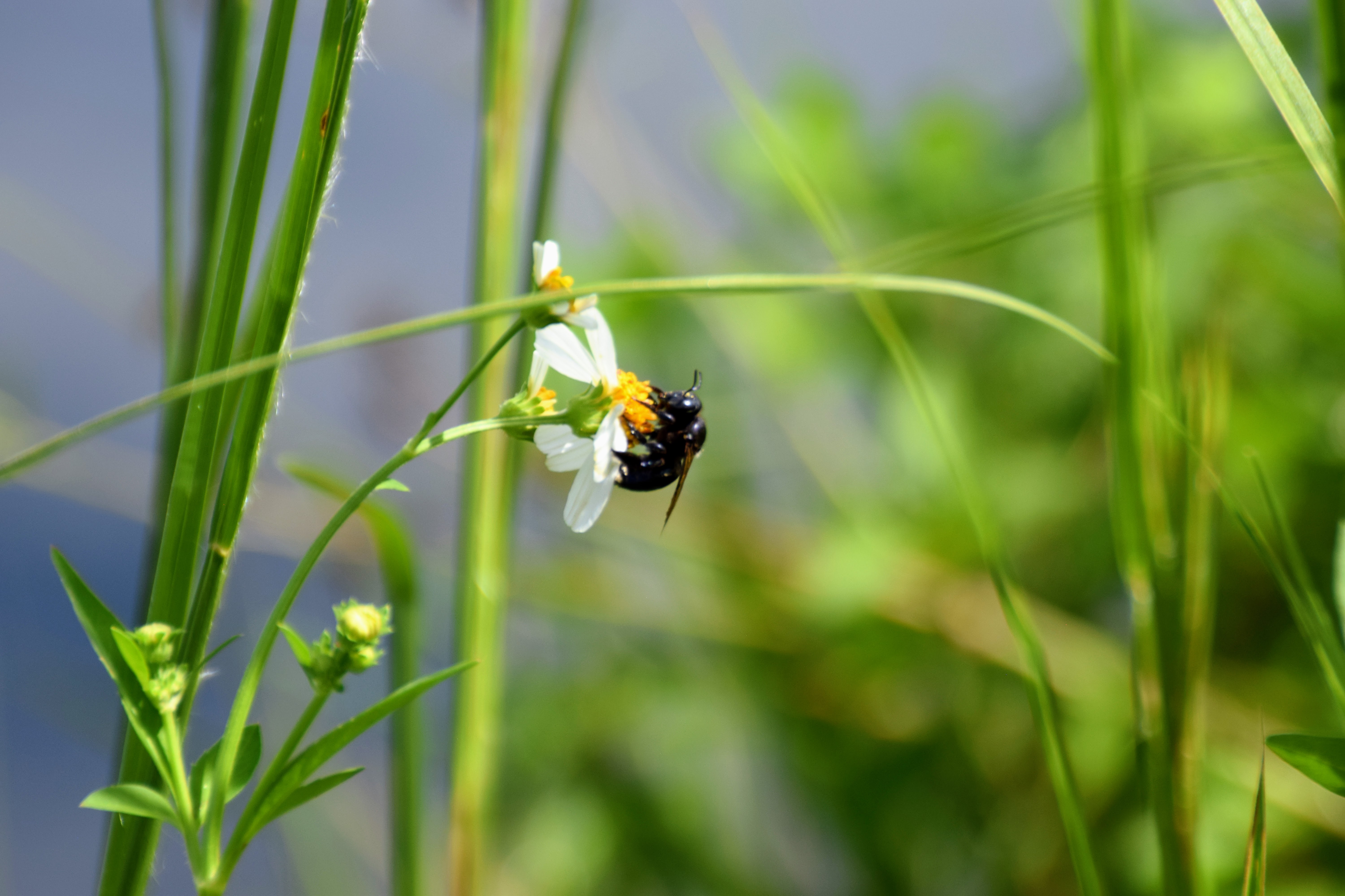 bee