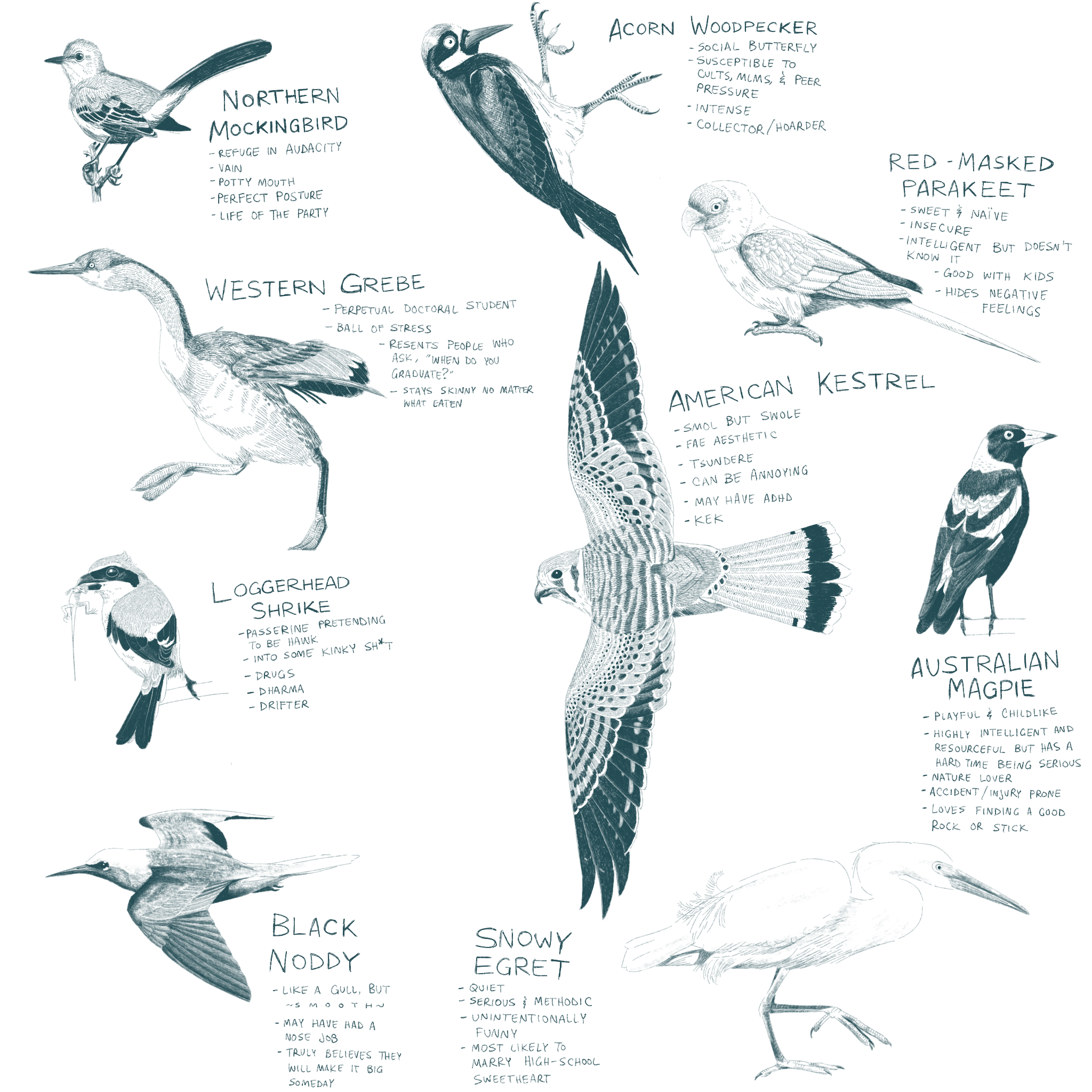 even more bird sketches