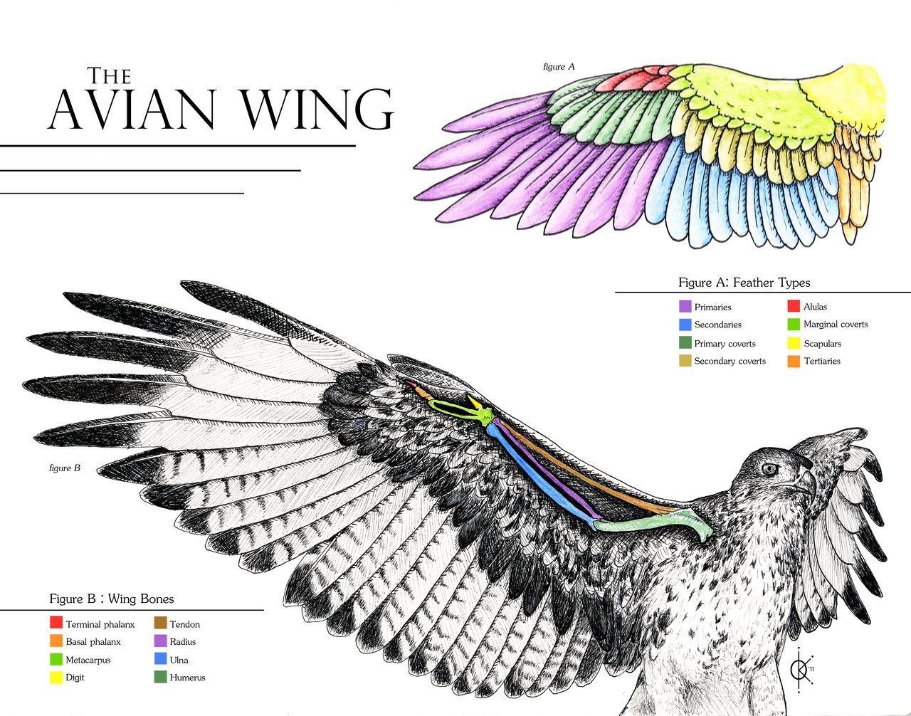 bird-wing-anatomy