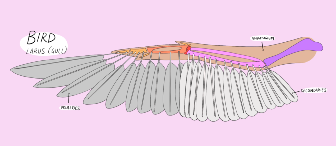 bird wing bone anatomy