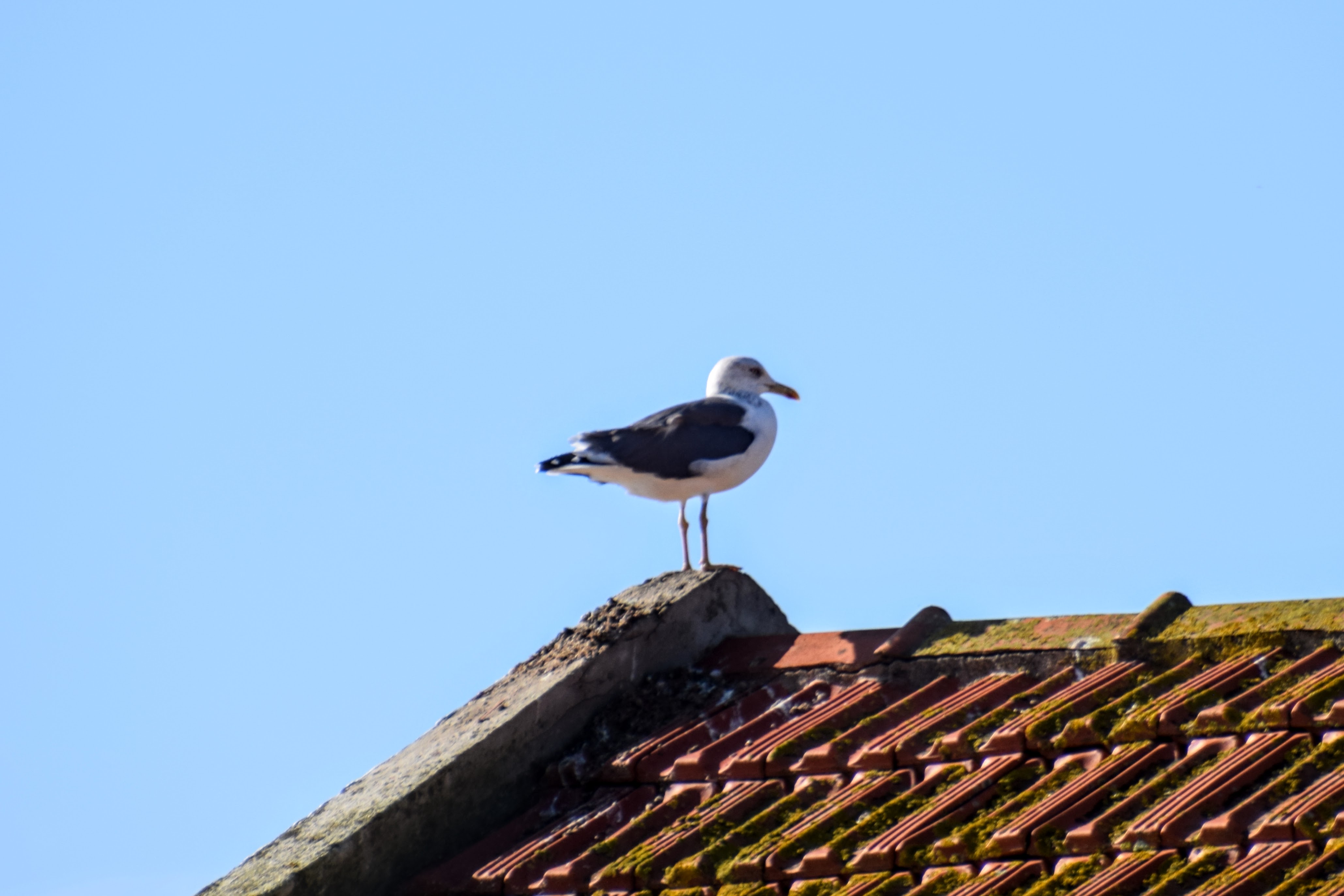 black-backed