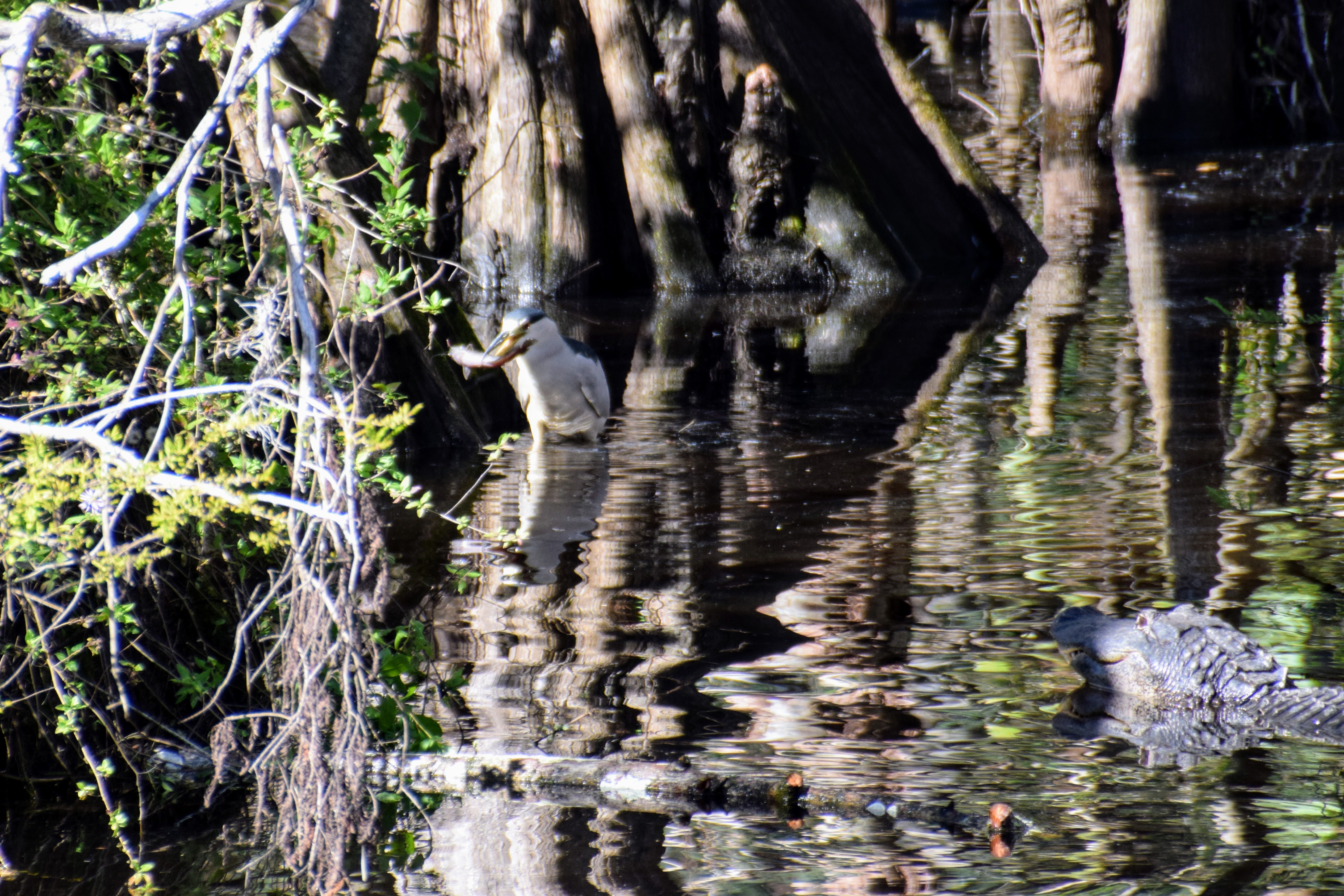 black-crowned-2