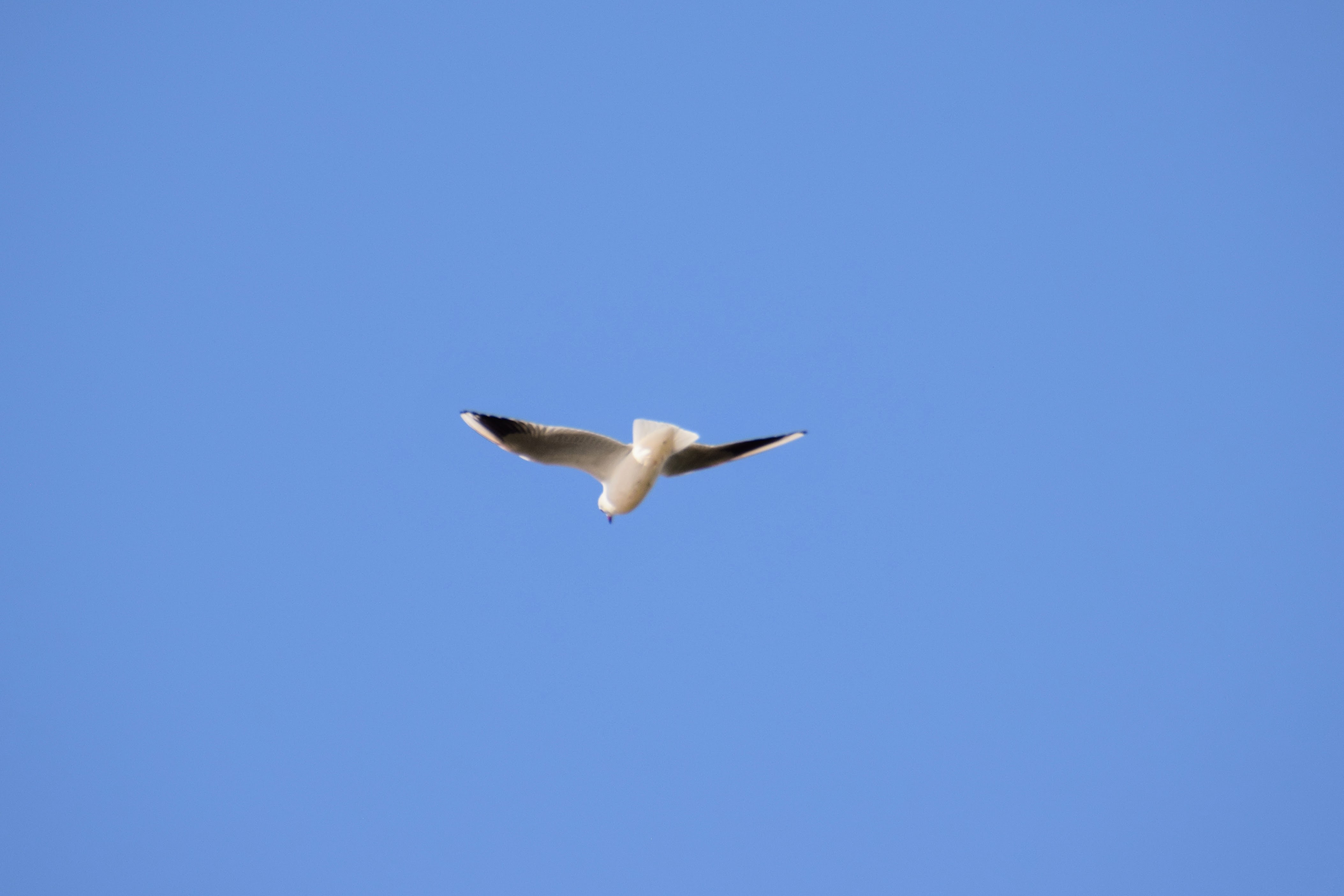 black-headed-gull