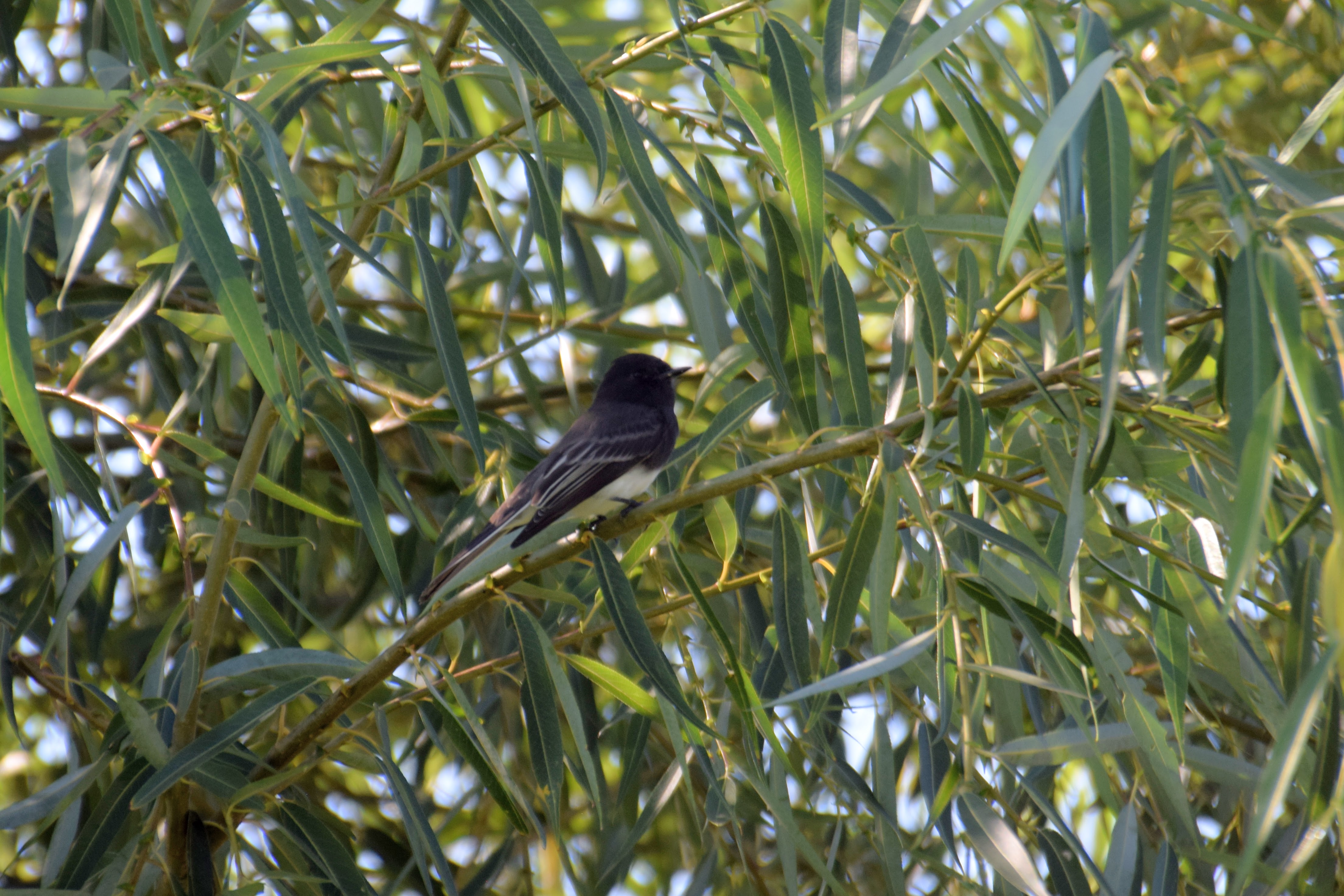 black-phoebe