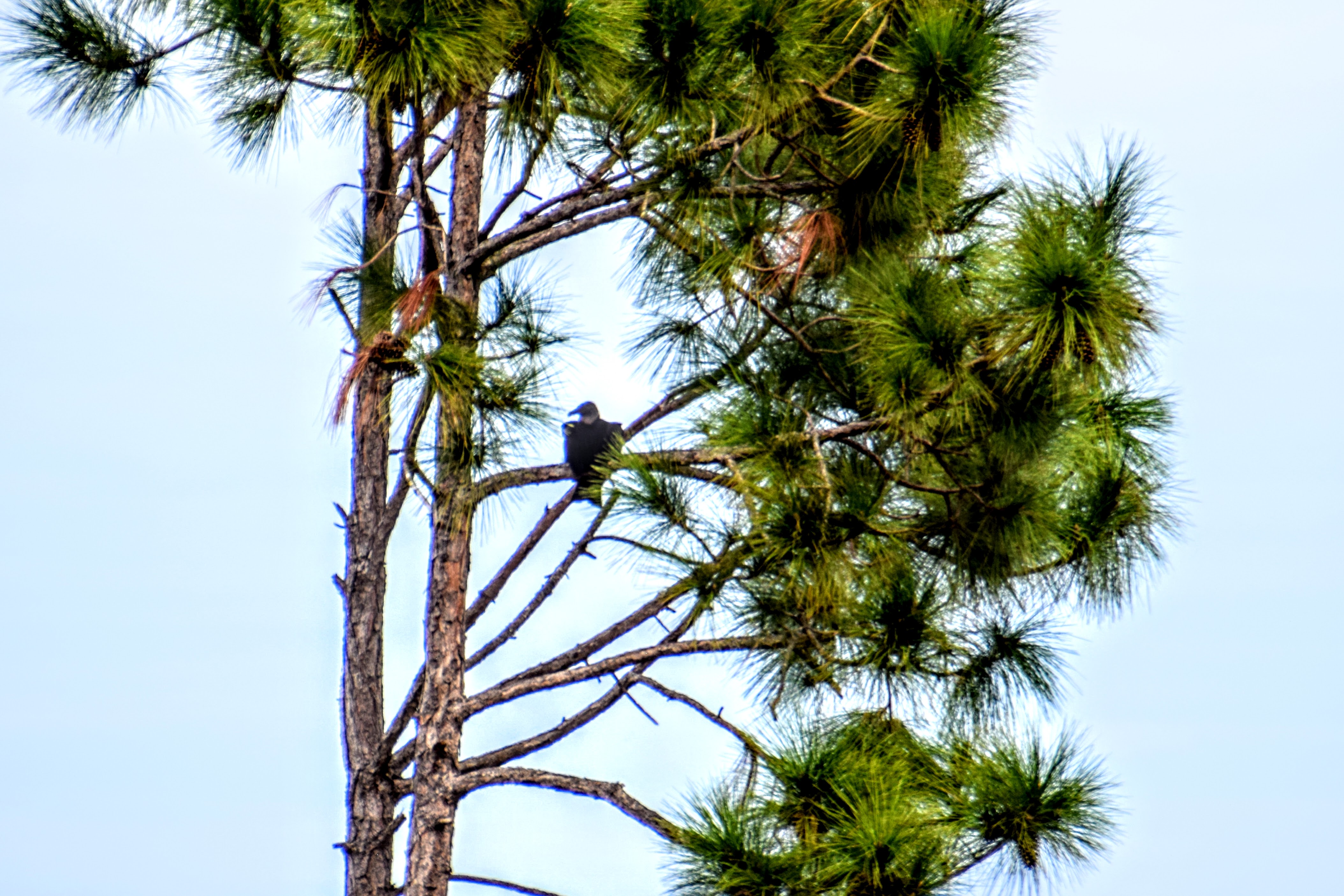 black-vulture