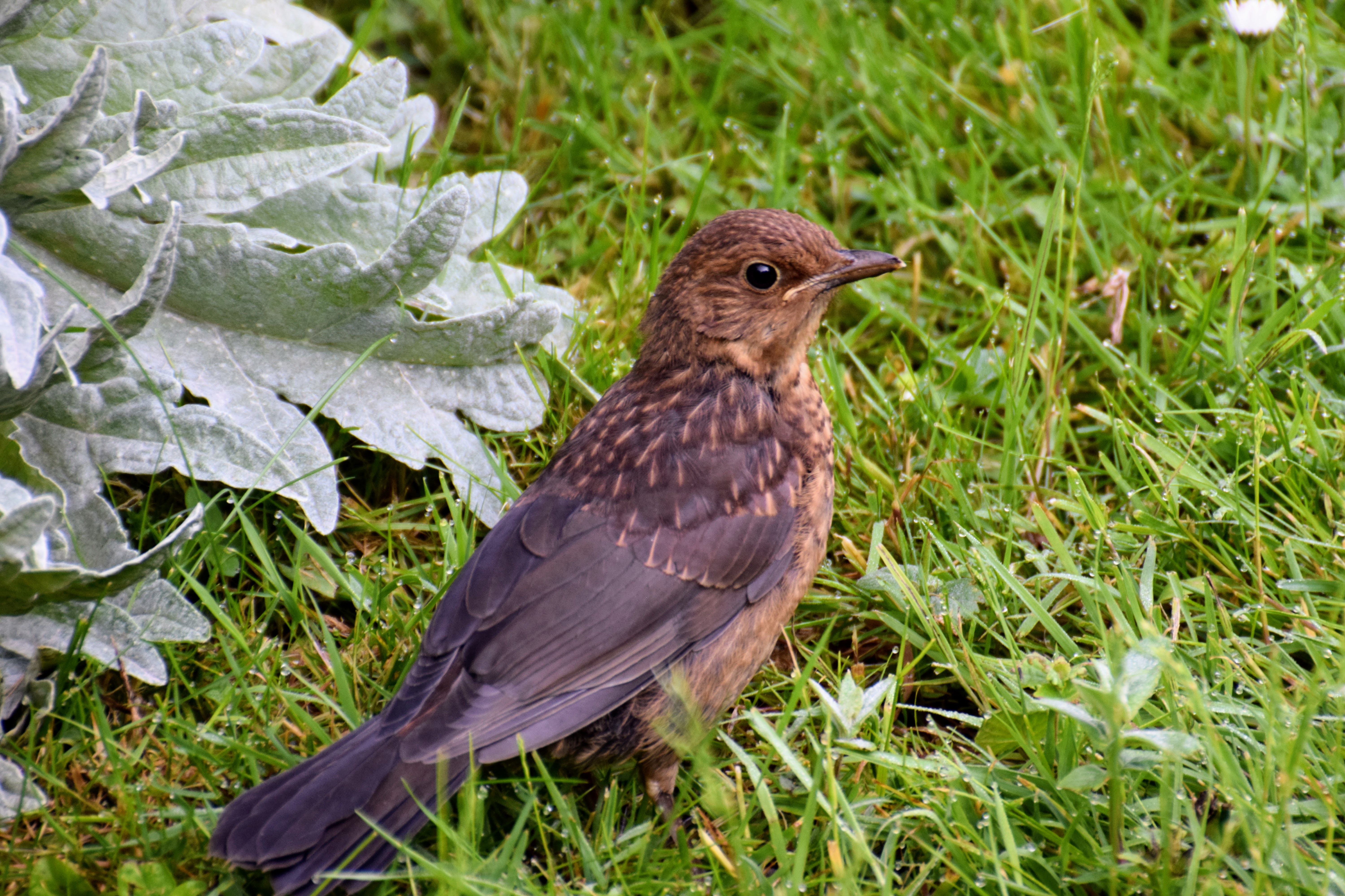 blackbird2