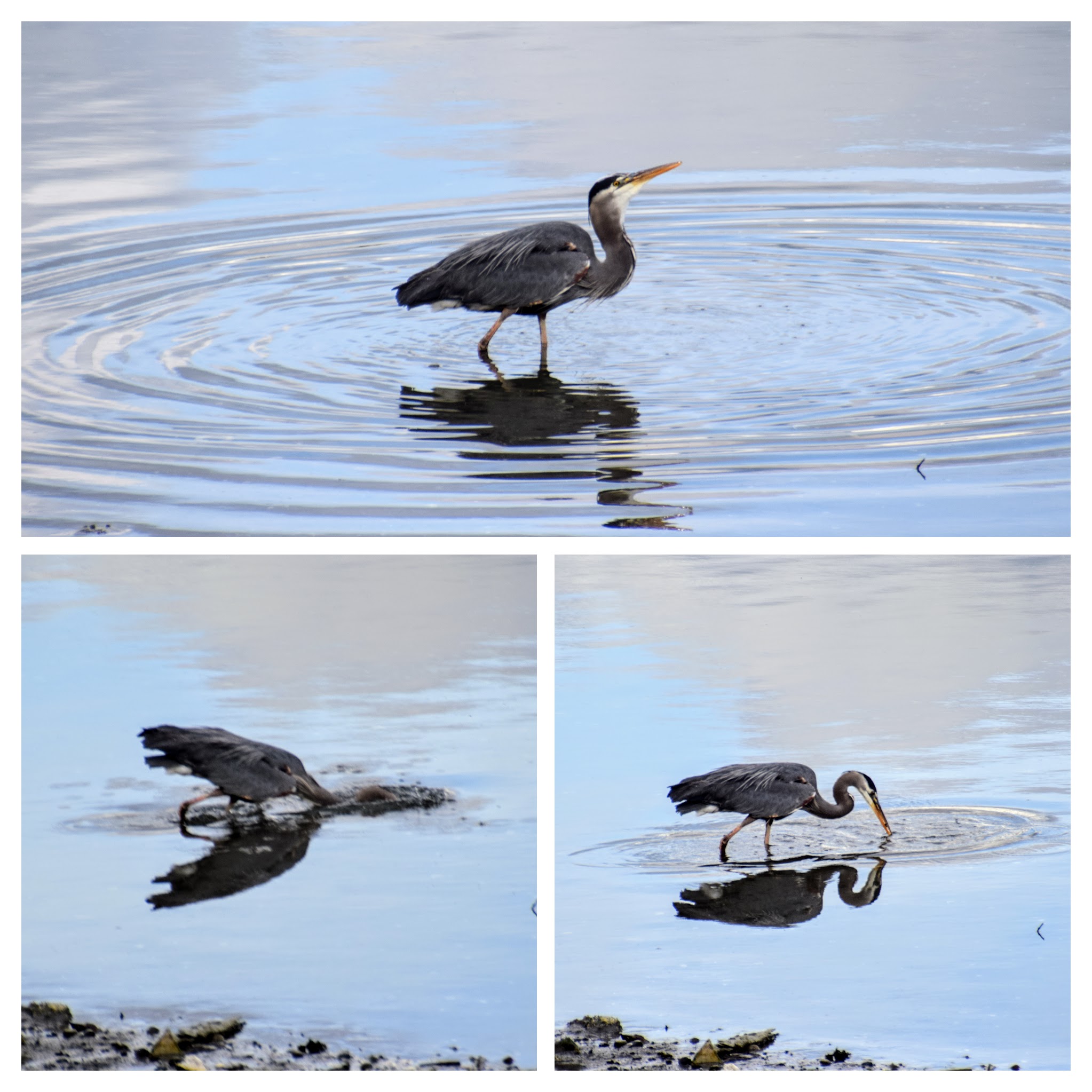 heron