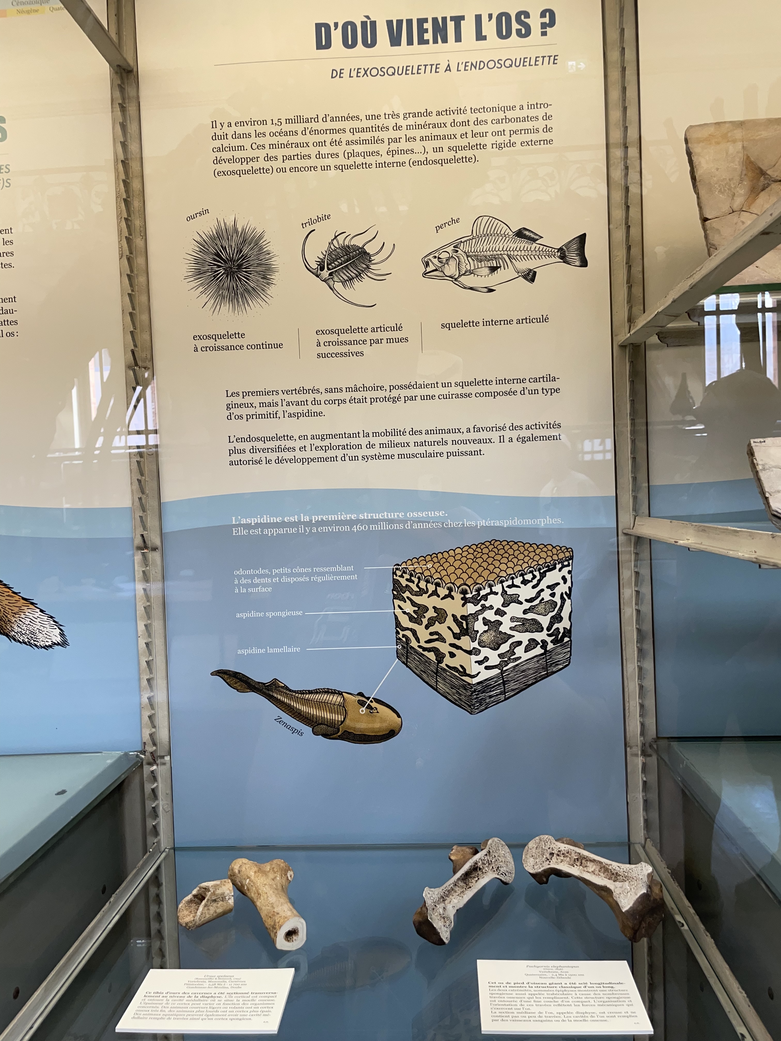 pterapsidomorphs