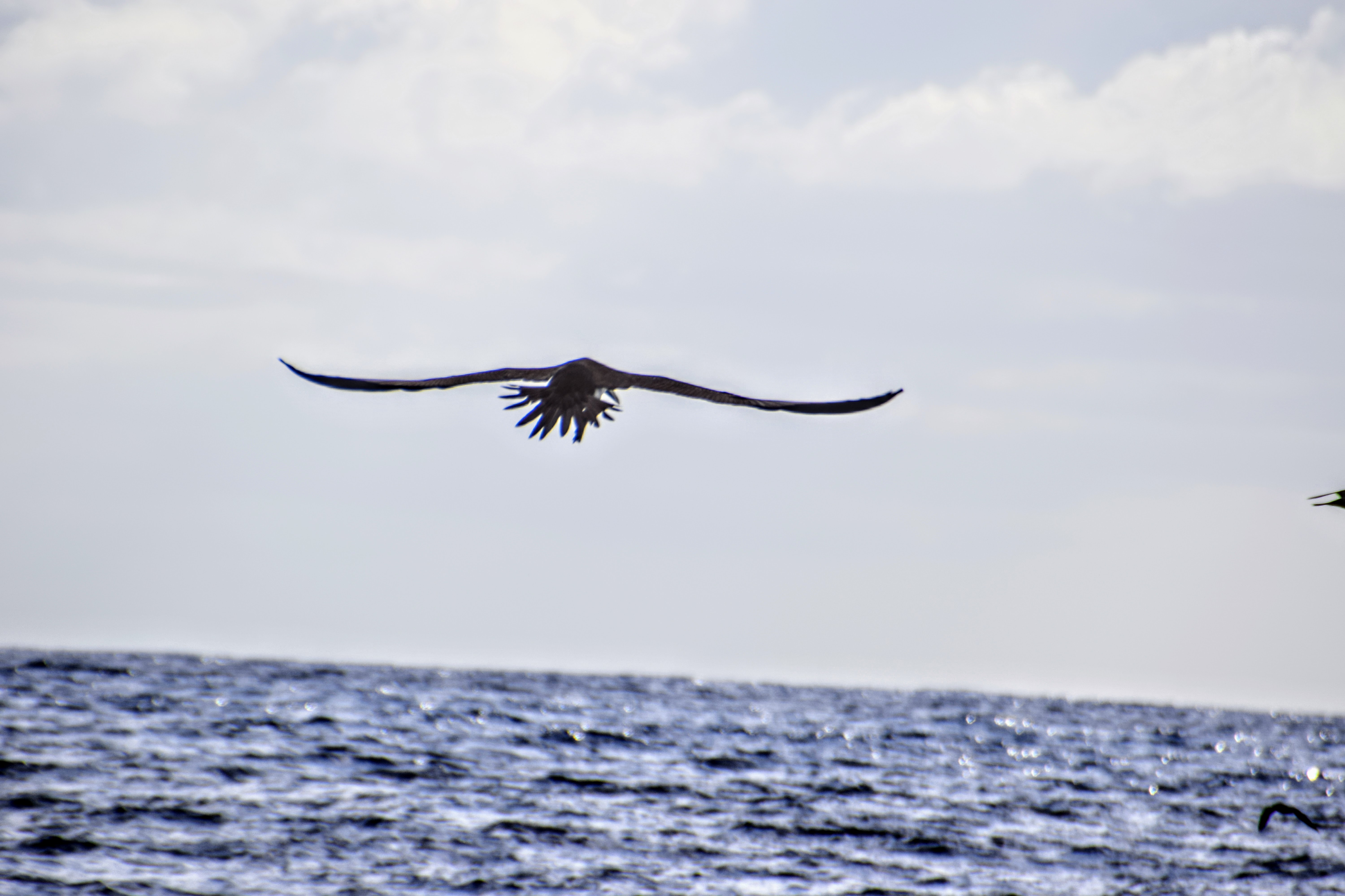 brown-booby