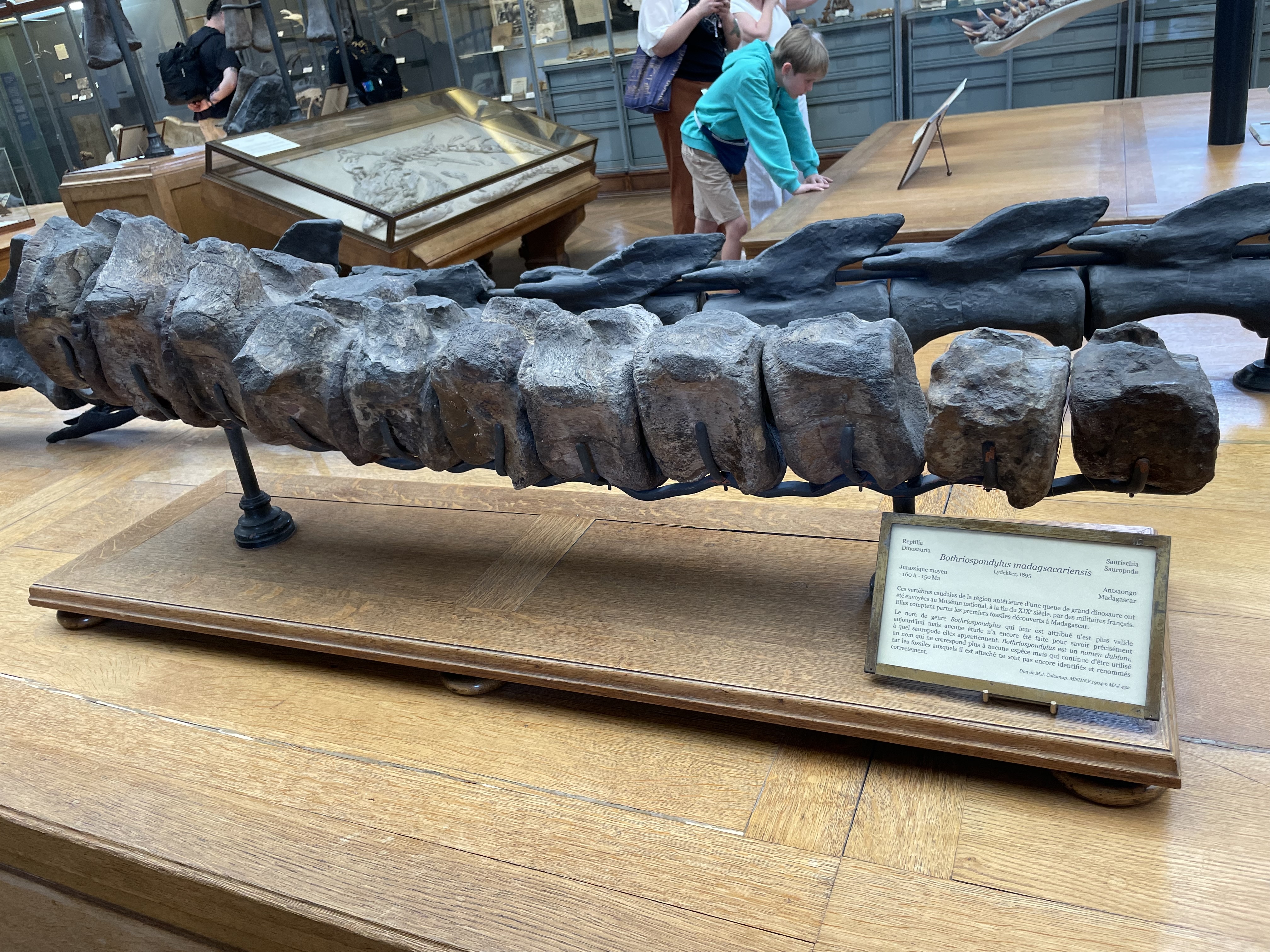 bothriospondylus