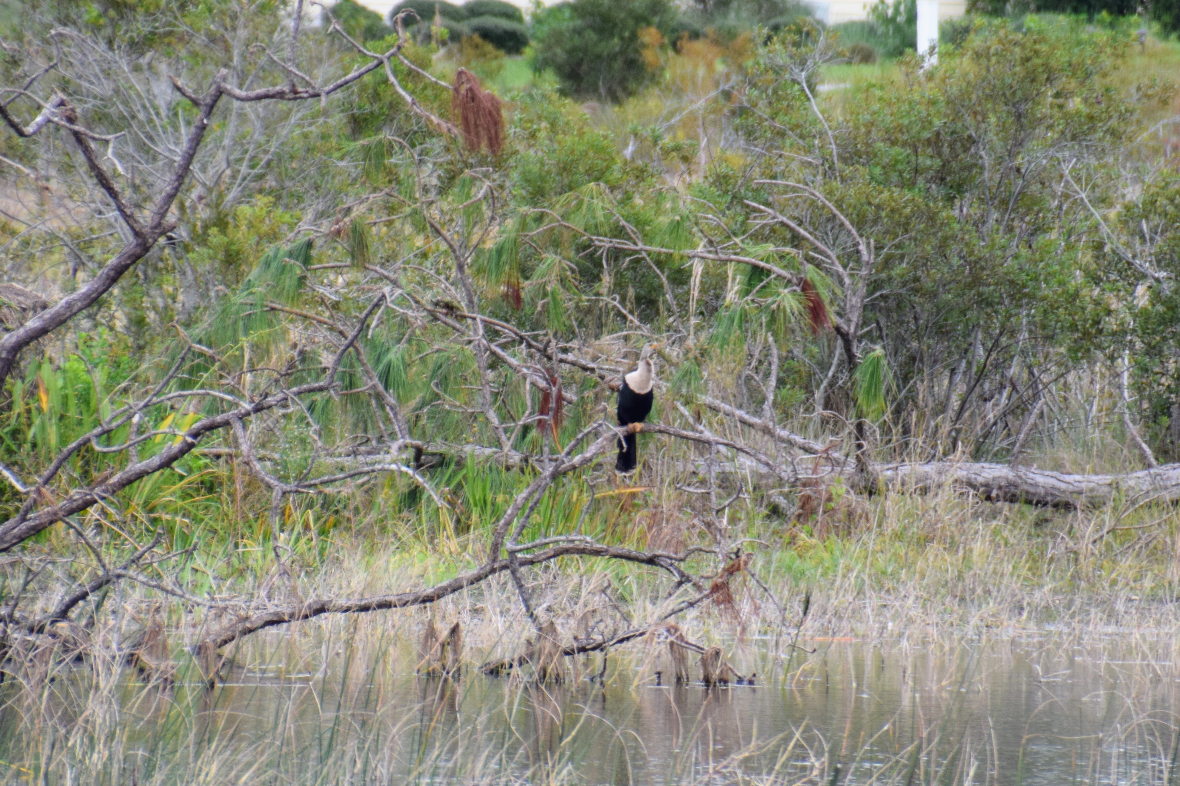 brown-neck