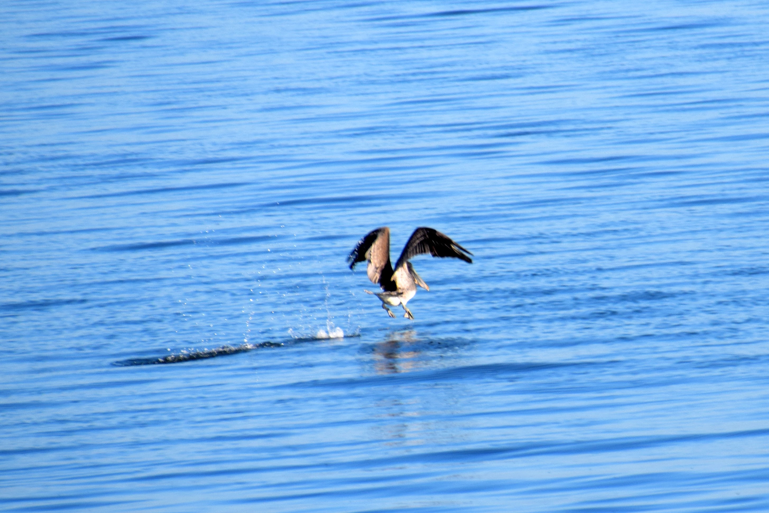 brown-pelican