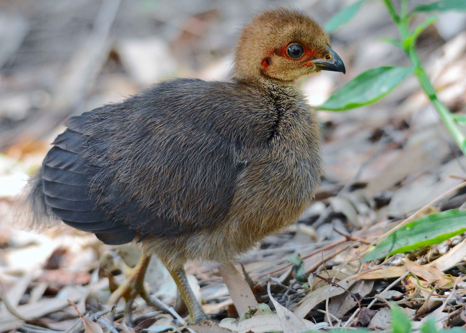 Brushturkey