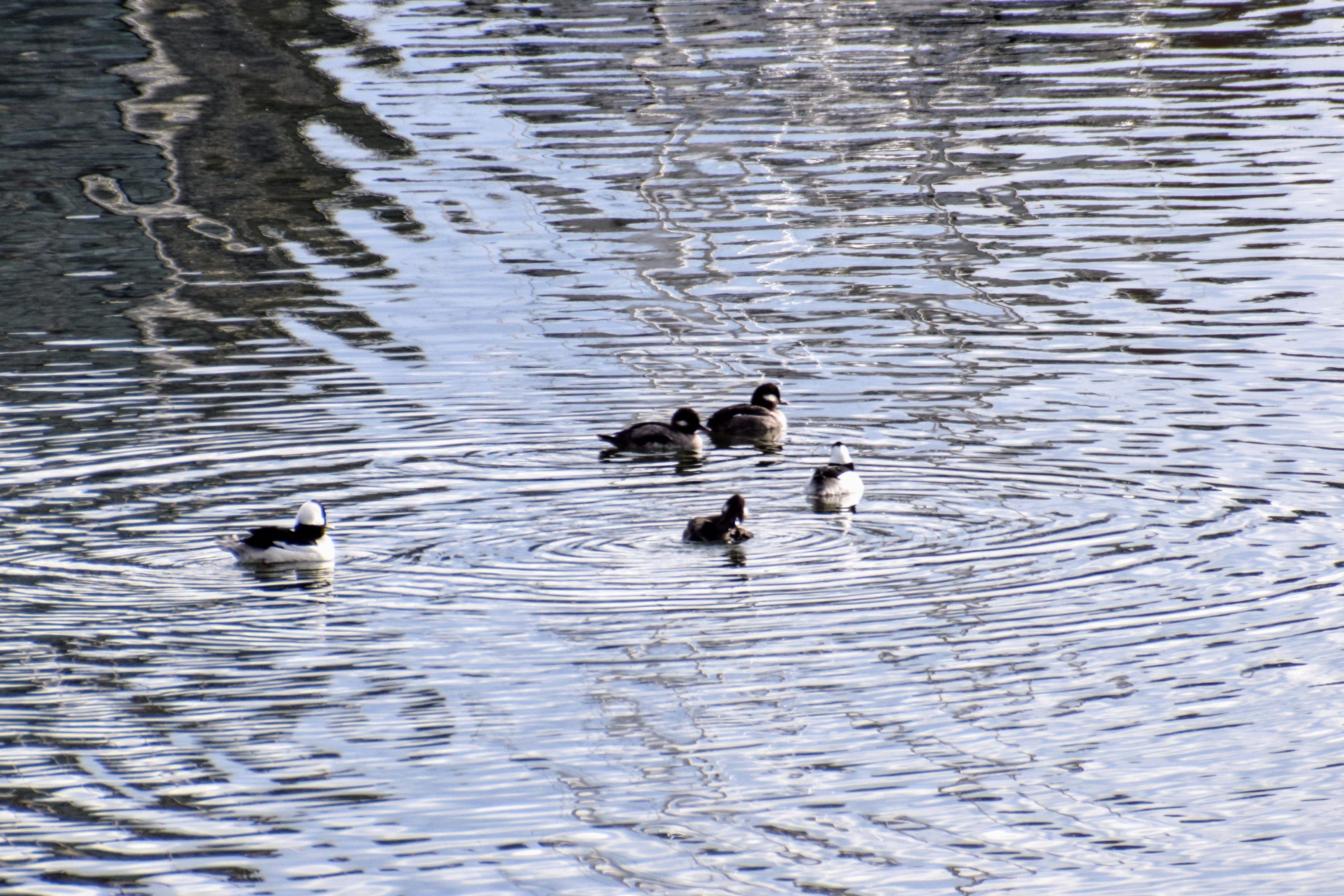 bufflehead