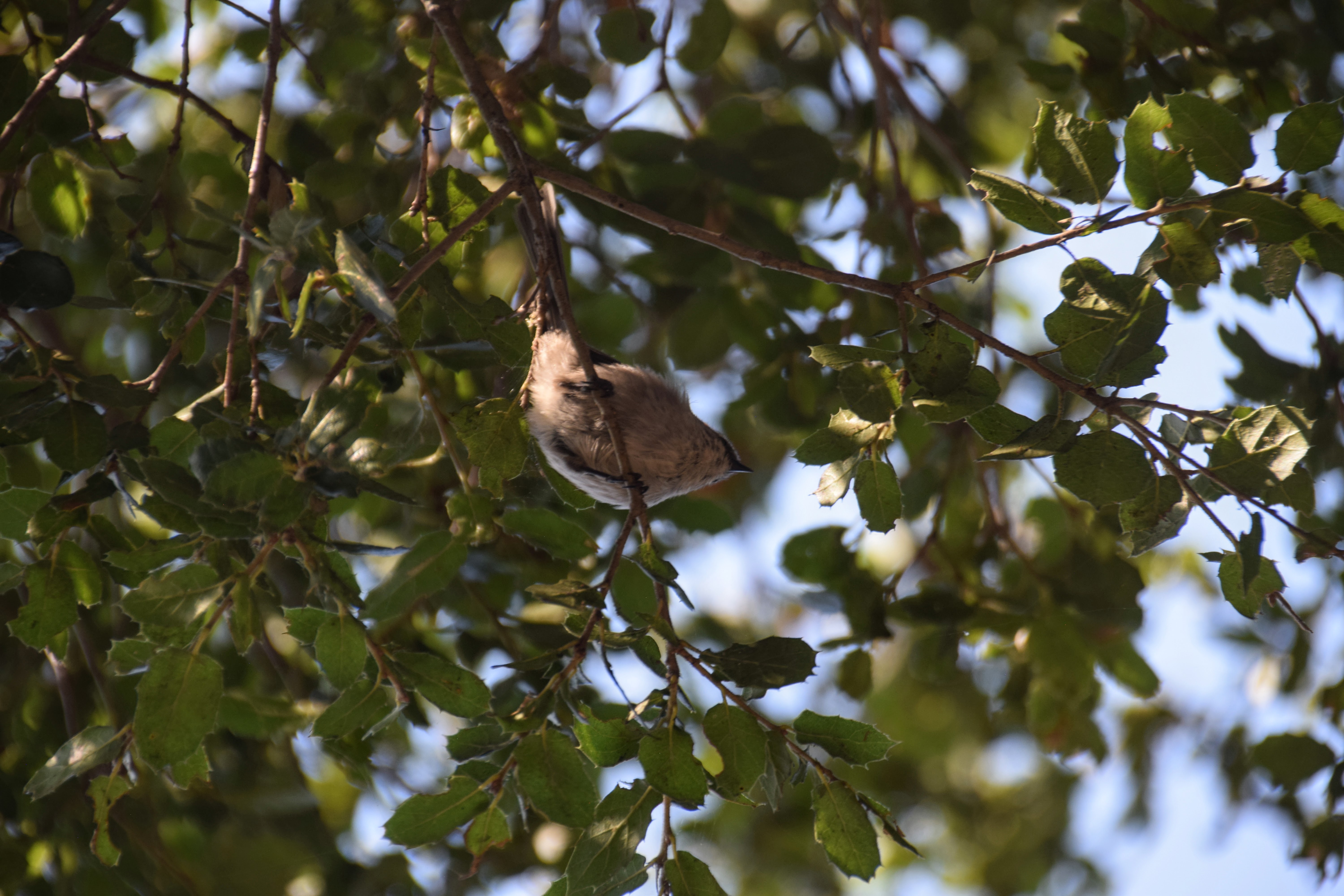 bushtit