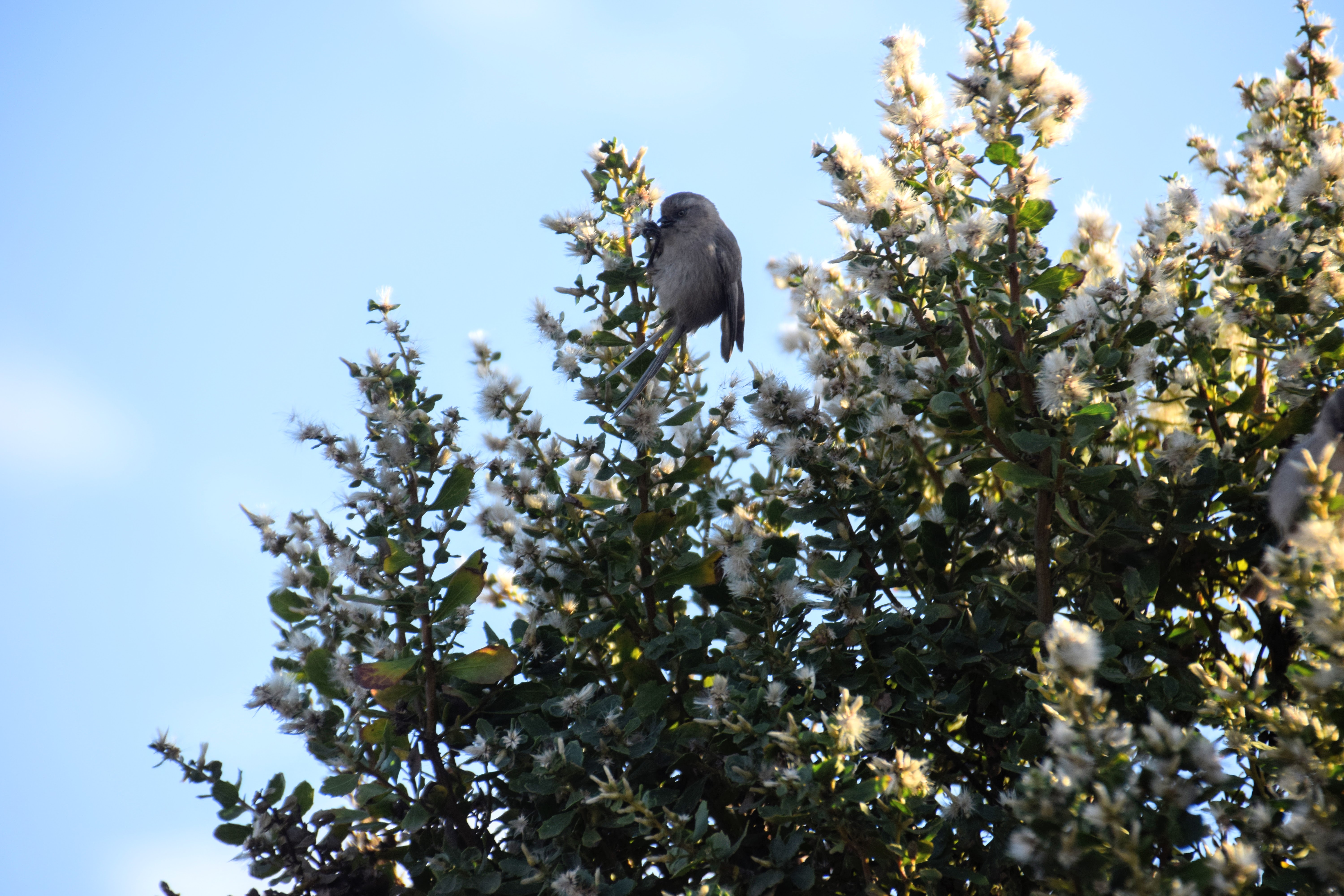 bushtit1