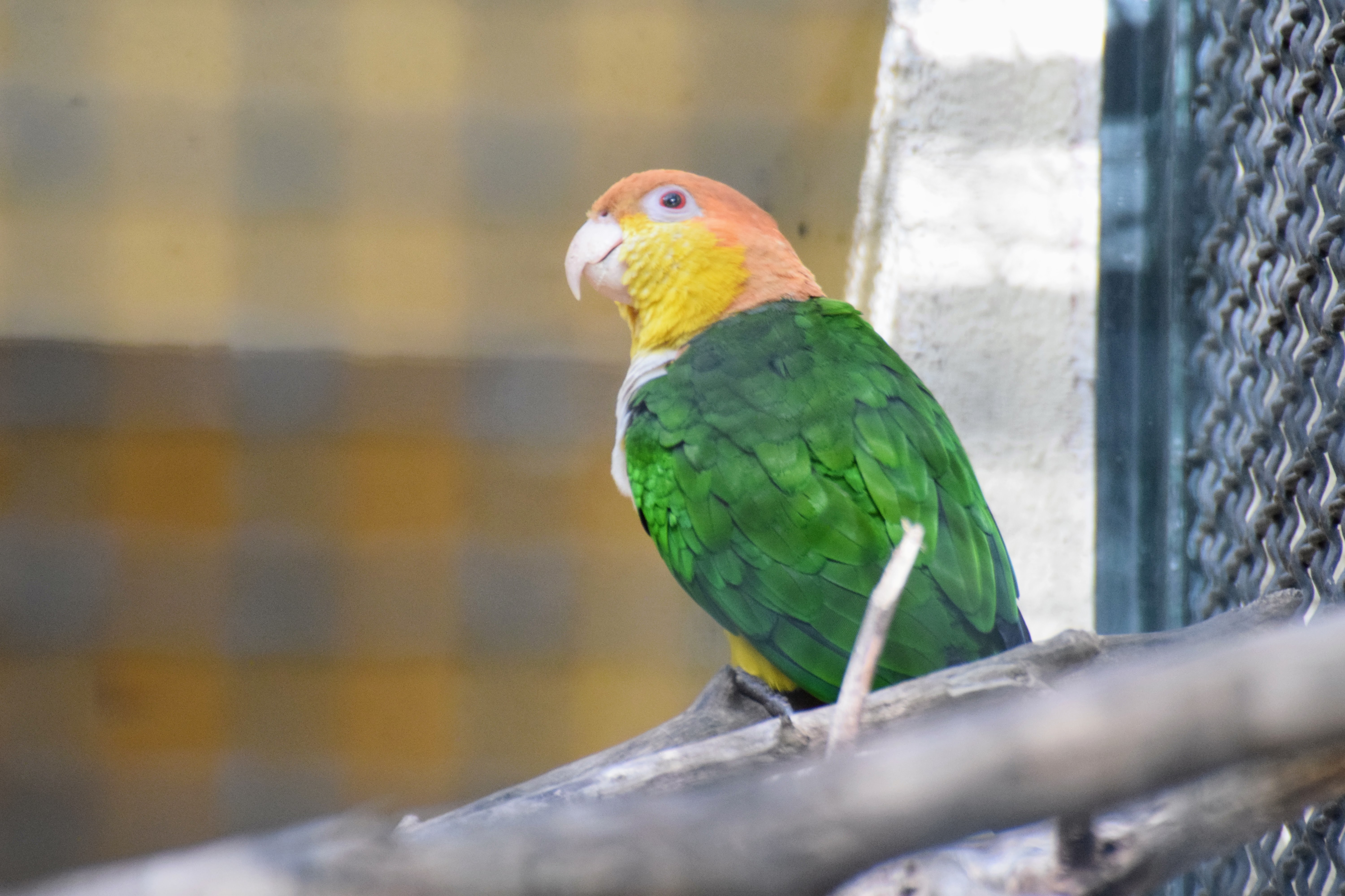 caique