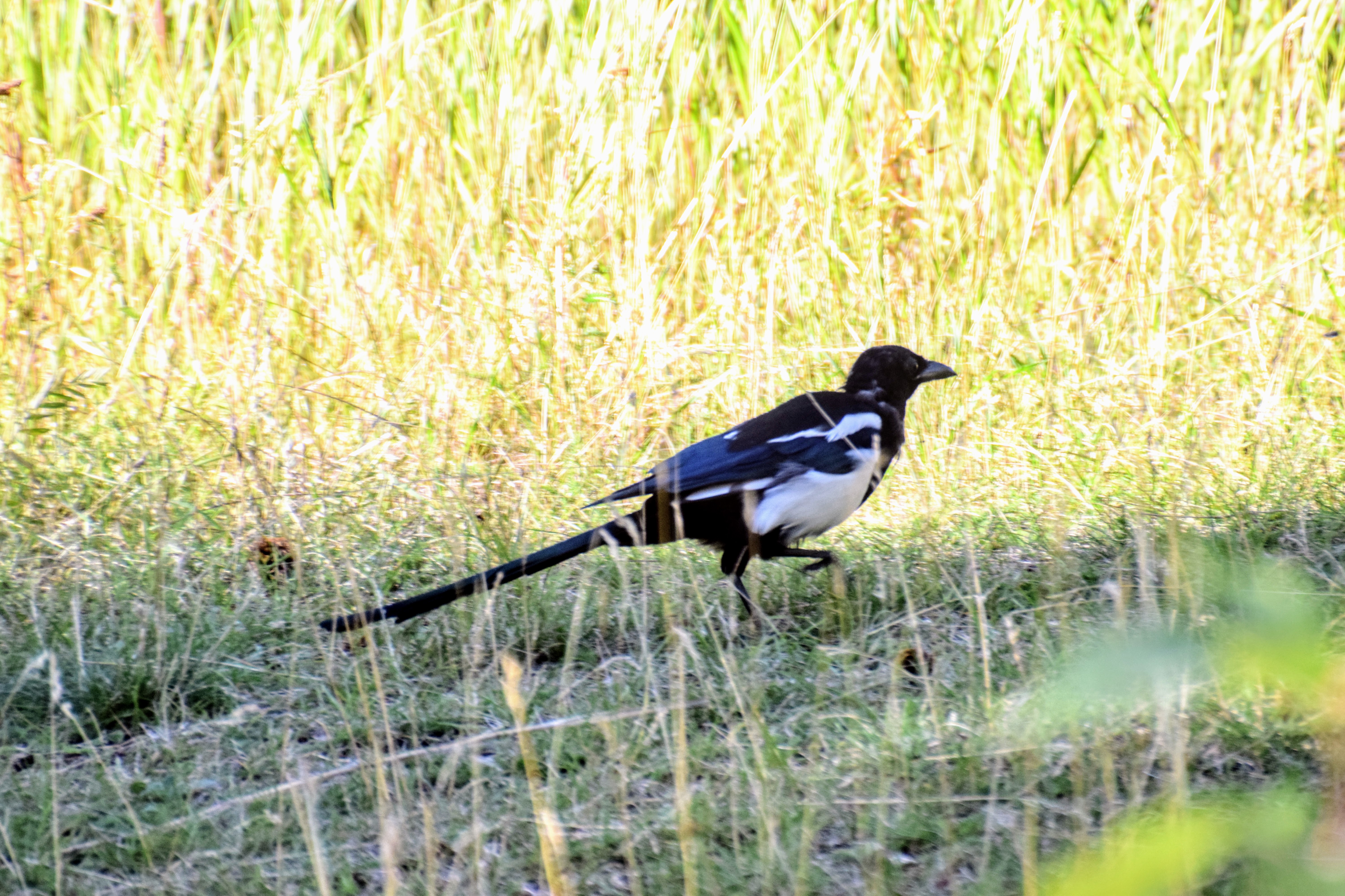 magpie