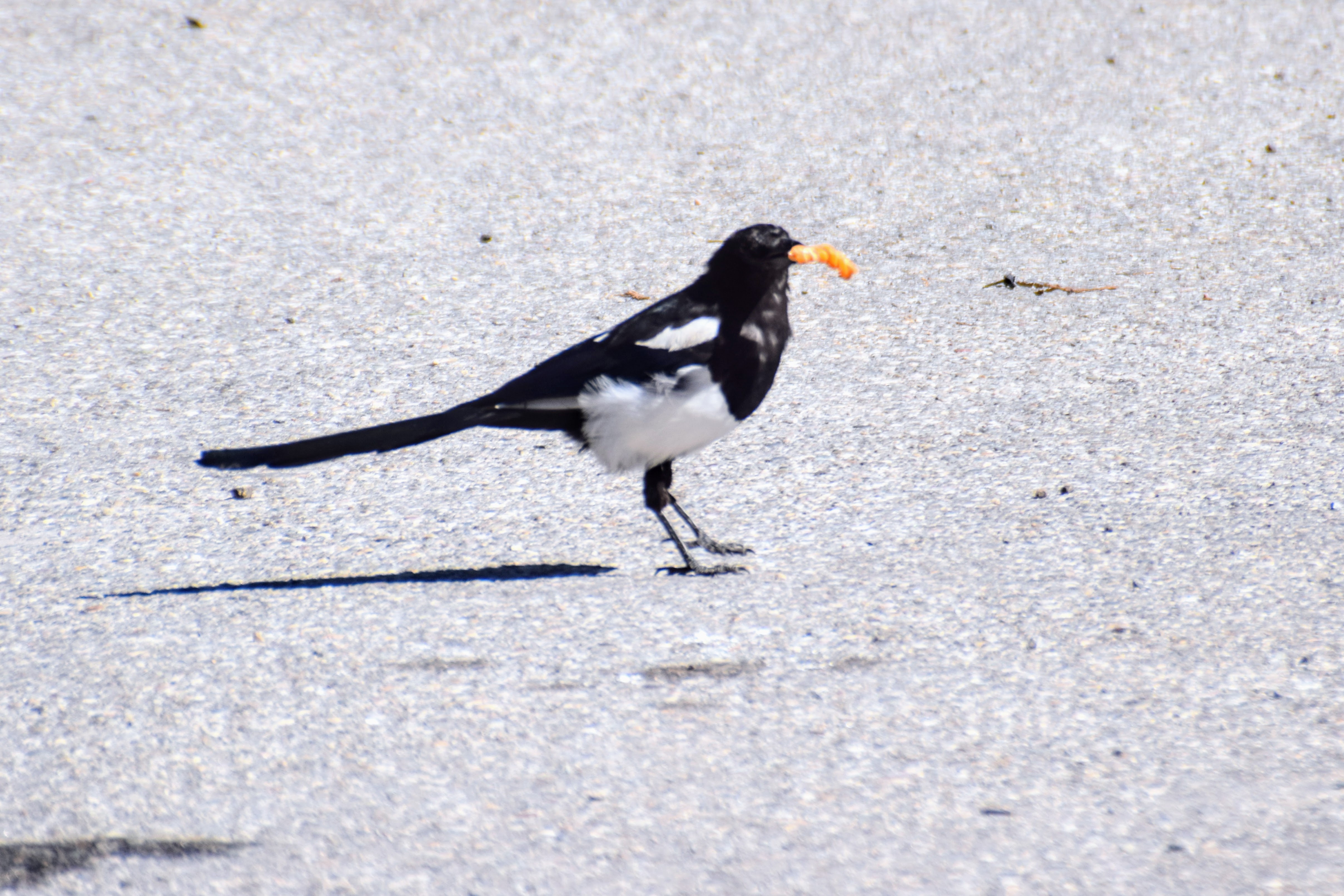 magpie2