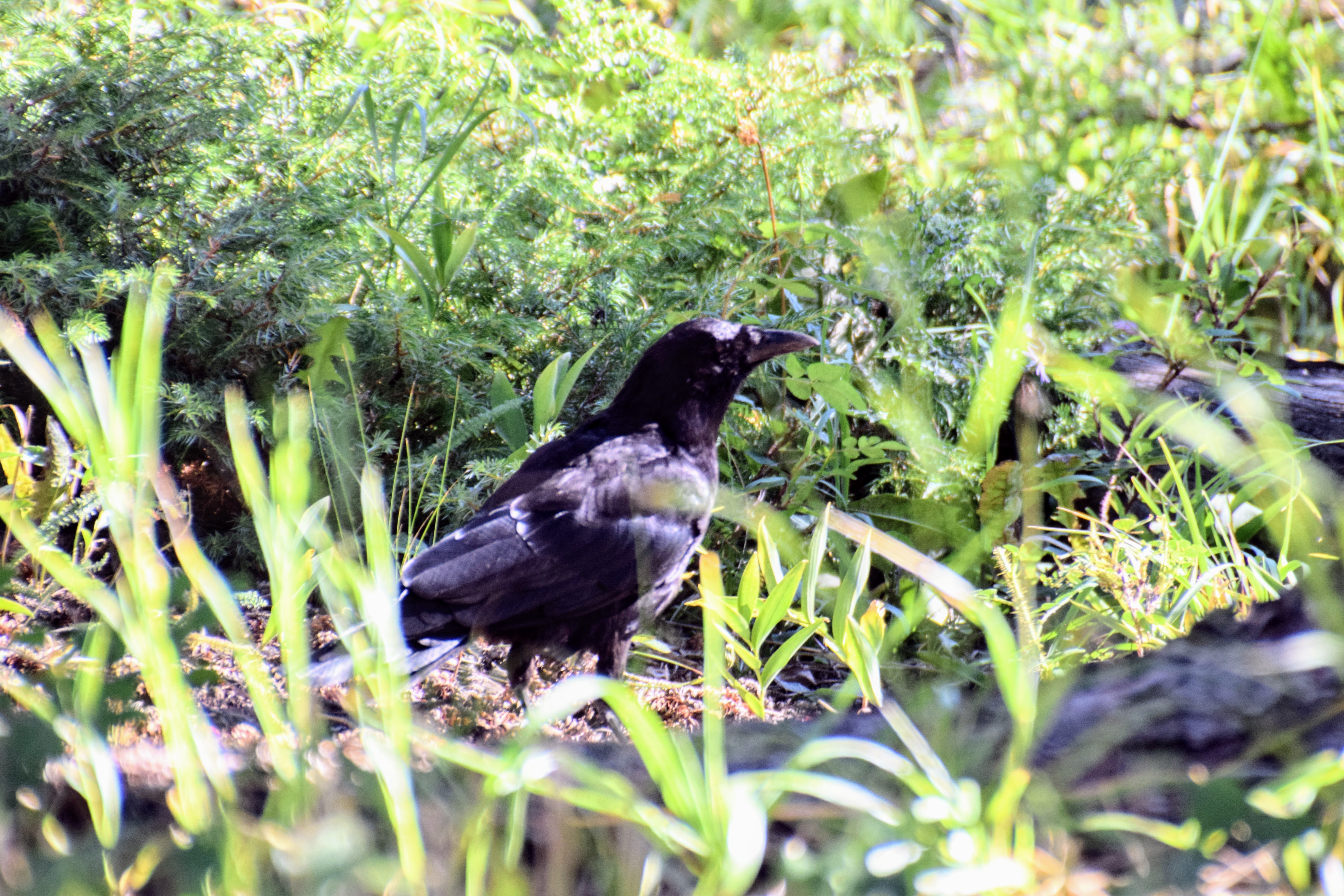 raven