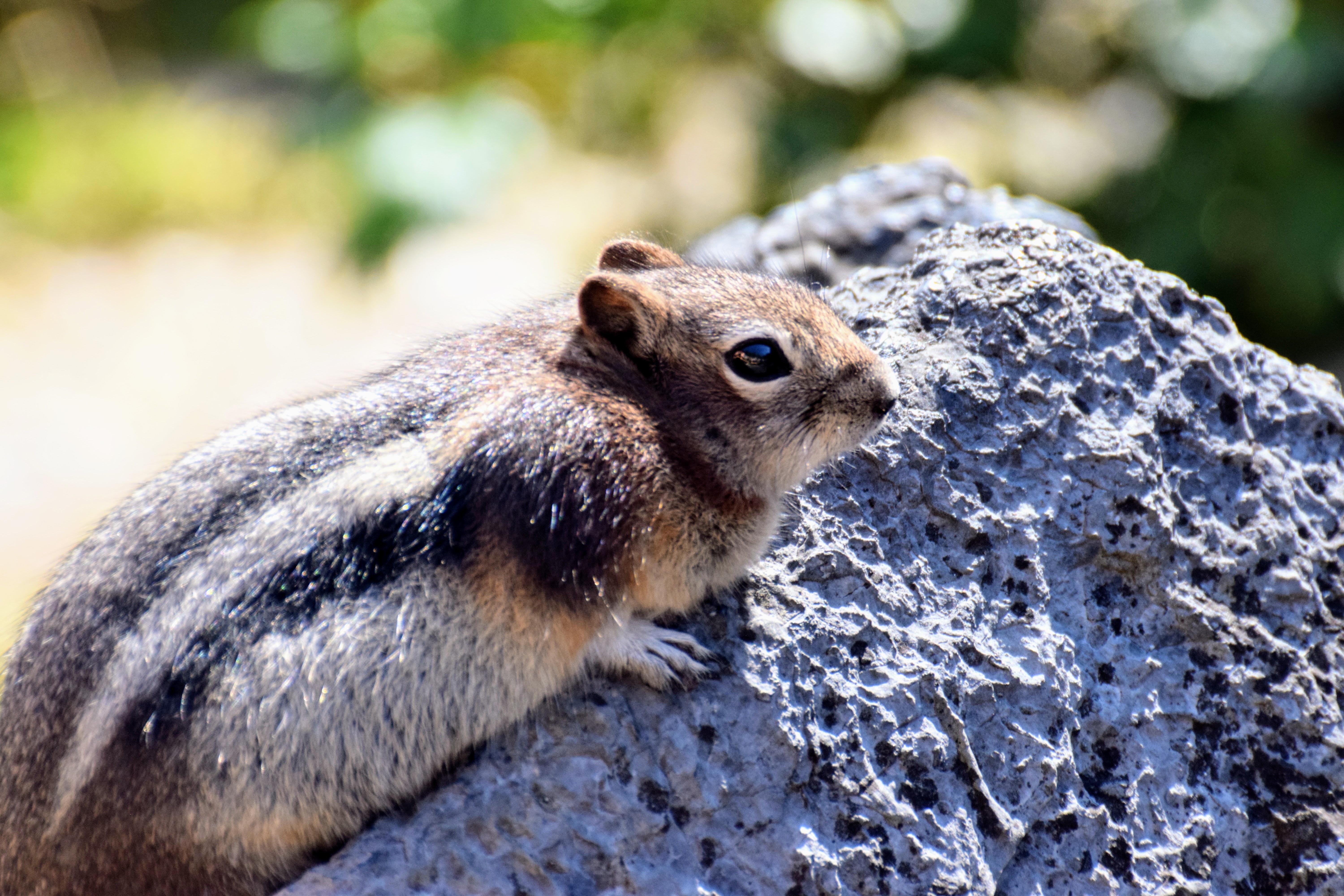 chipmunk