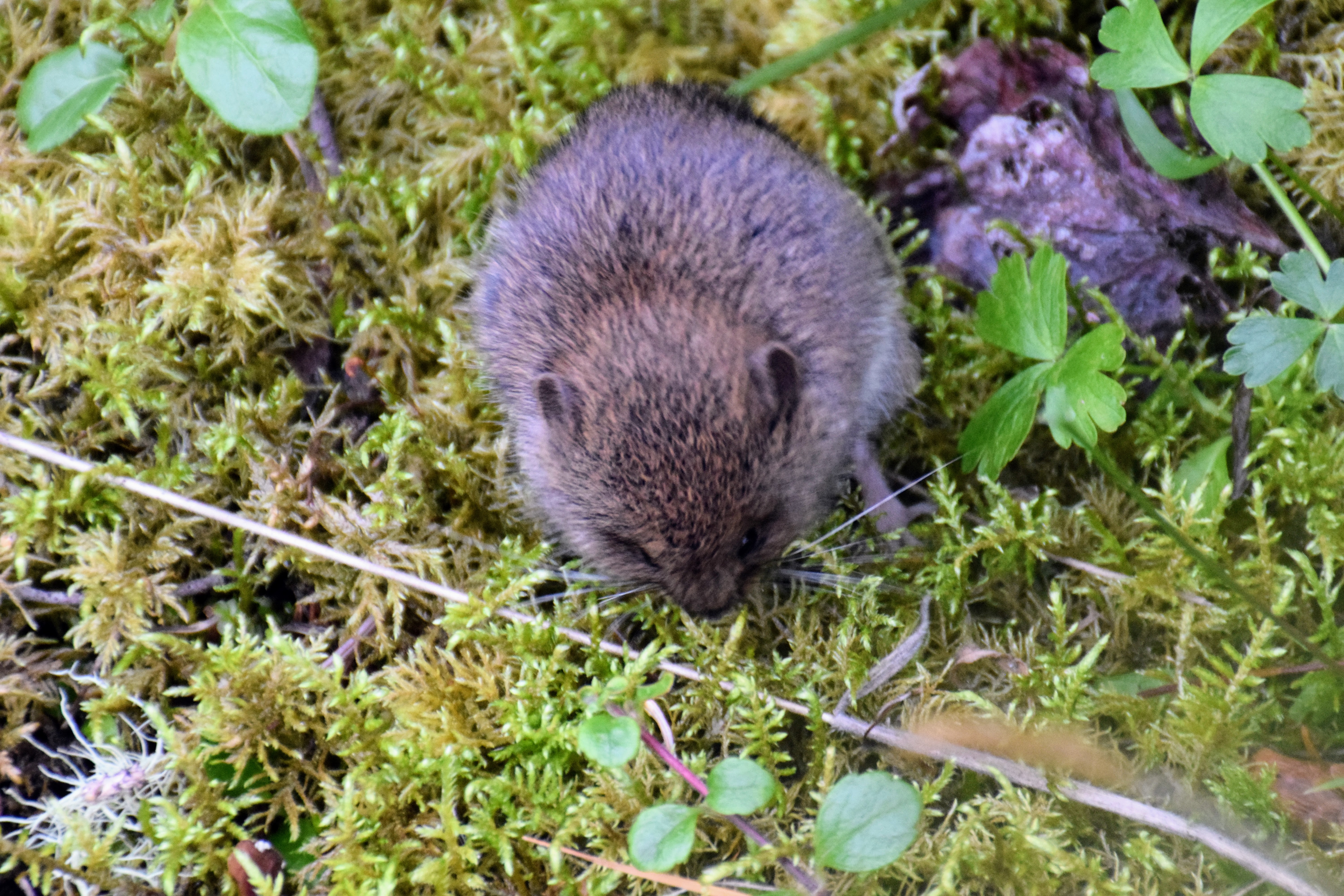vole