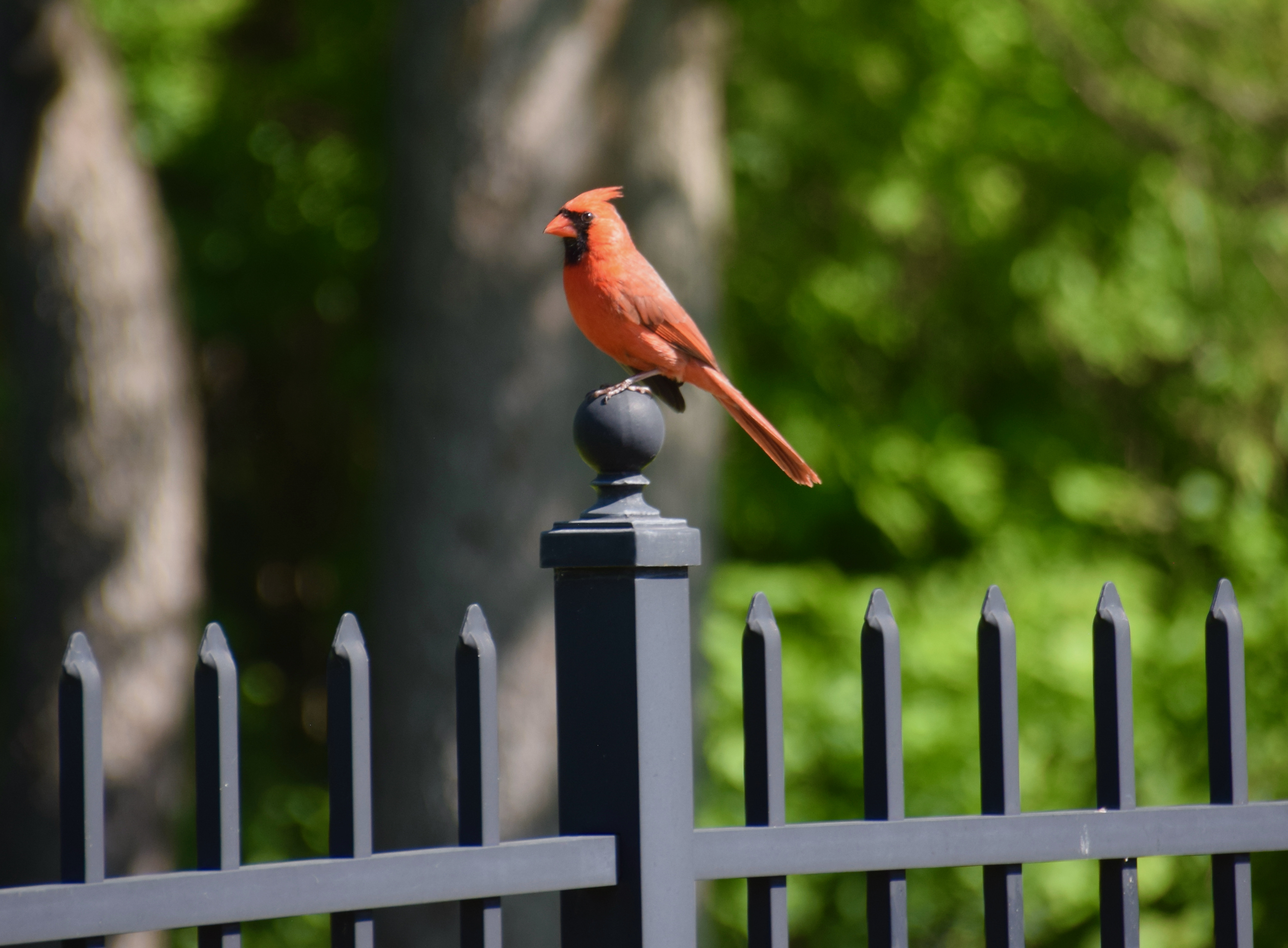 cardinal1