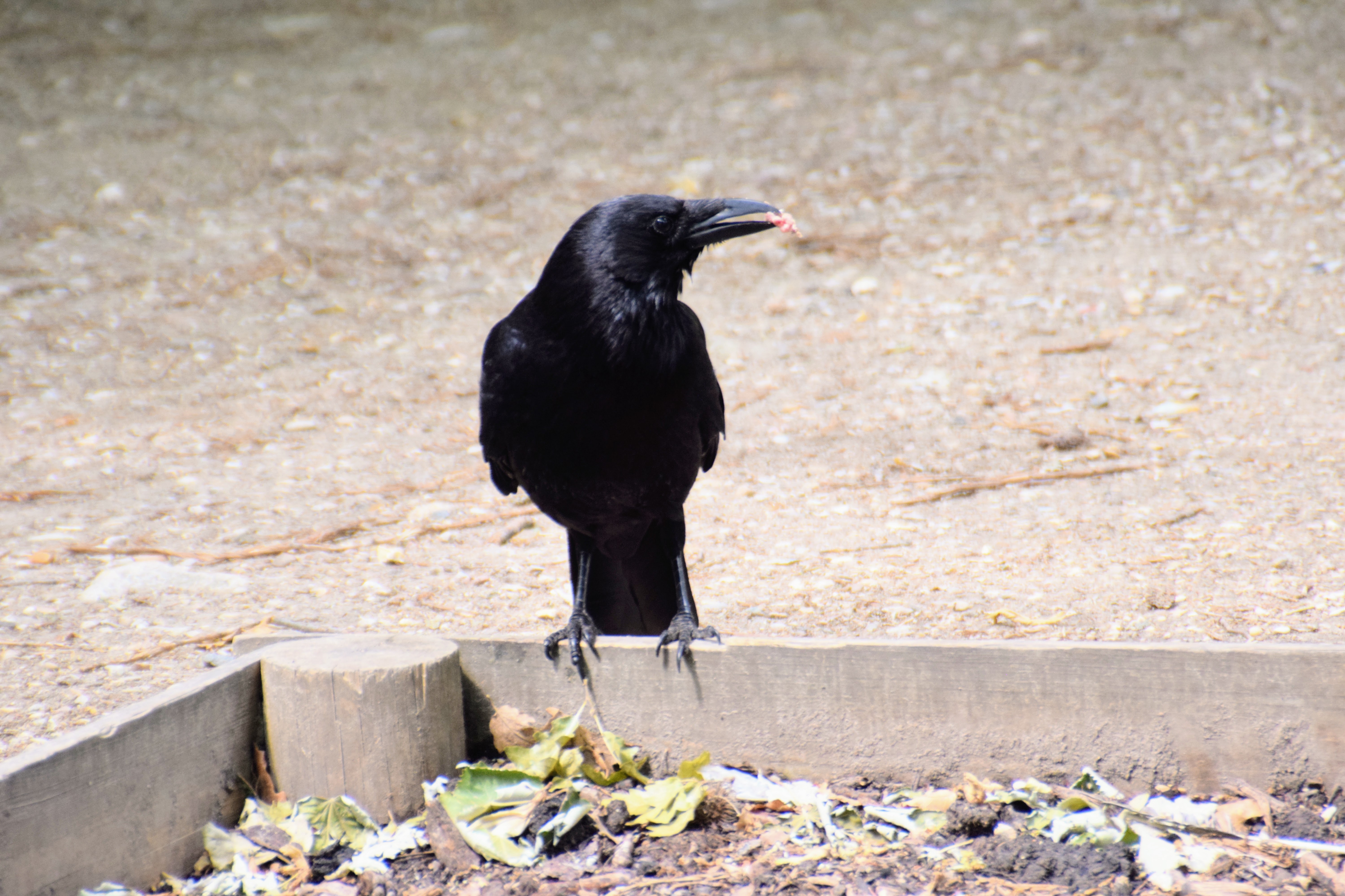 carrion2
