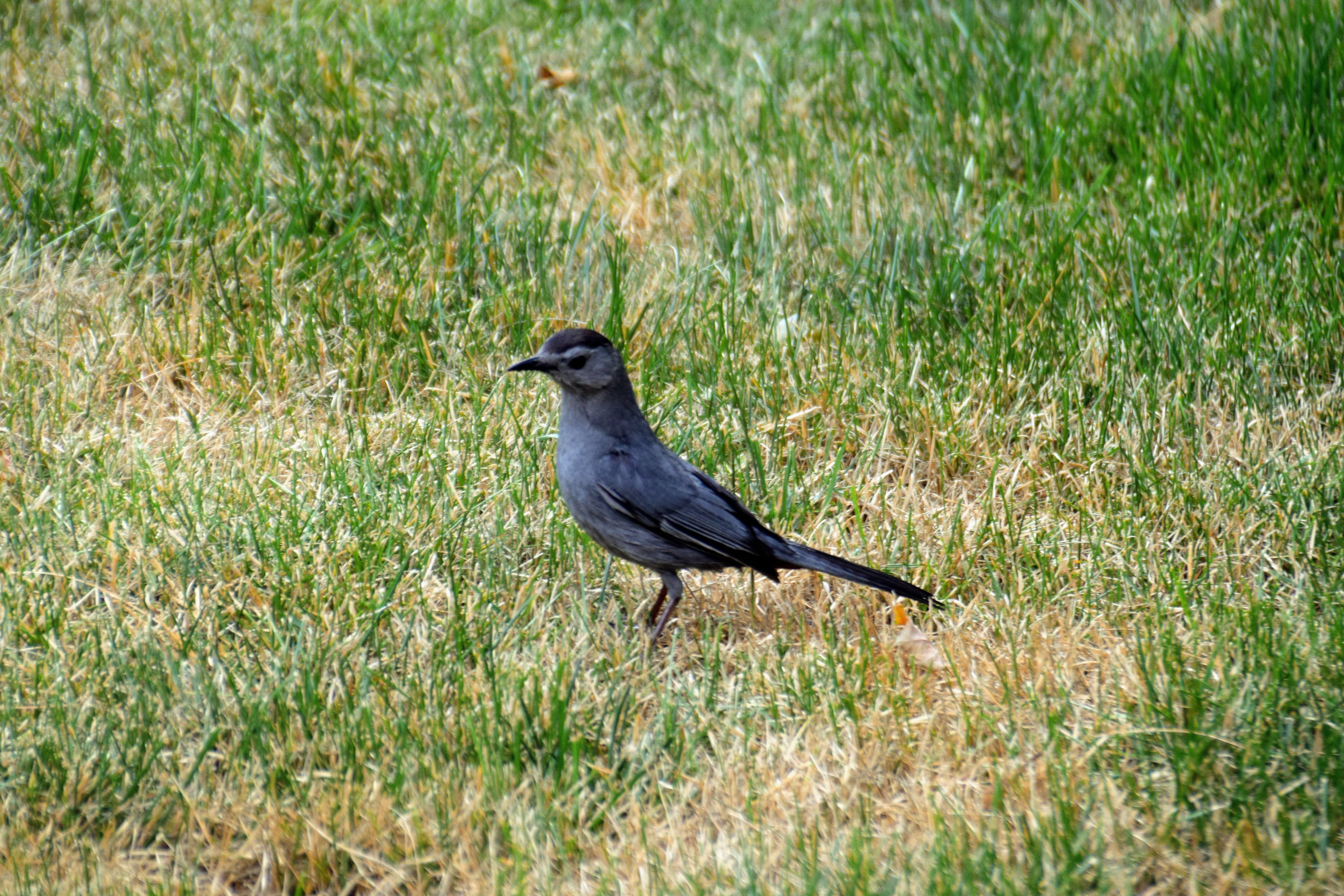 catbird